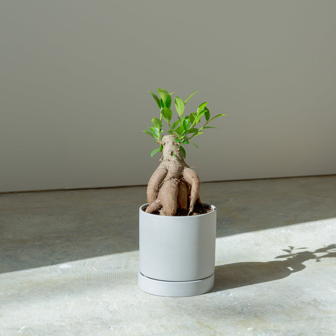 ガジュマル4号　ポットセットをオーダーするならFlower&amp;Plants tette │ 「手から手へ、想いを運ぶフラワーショップ」【板橋駅徒歩4分】【熟練フローリスト夫婦が運営】【最短2営業日で発送】【24時間365日注文OK】【ギフトは3300円〜】フラワーギフトを手から手へ、想いを込めたブーケやアレンジメントで大切な人に感謝と愛情を。シーンや用途に合わせて選びやすい豊富な種