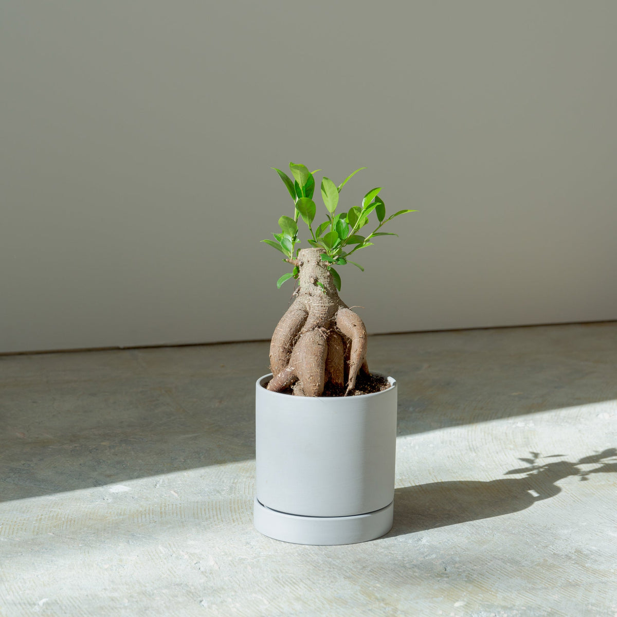 ガジュマル4号　ポットセットをオーダーするならFlower&amp;Plants tette │ 「手から手へ、想いを運ぶフラワーショップ」【板橋駅徒歩4分】【熟練フローリスト夫婦が運営】【最短2営業日で発送】【24時間365日注文OK】【ギフトは3300円〜】フラワーギフトを手から手へ、想いを込めたブーケやアレンジメントで大切な人に感謝と愛情を。シーンや用途に合わせて選びやすい豊富な種