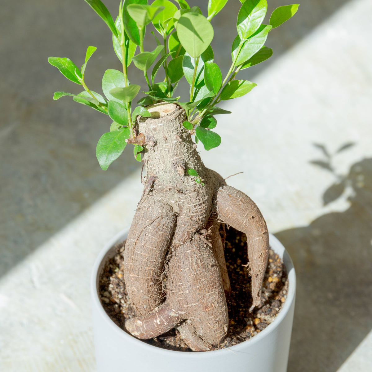 ガジュマル4号　ポットセットをオーダーするならFlower&amp;Plants tette │ 「手から手へ、想いを運ぶフラワーショップ」【板橋駅徒歩4分】【熟練フローリスト夫婦が運営】【最短2営業日で発送】【24時間365日注文OK】【ギフトは3300円〜】フラワーギフトを手から手へ、想いを込めたブーケやアレンジメントで大切な人に感謝と愛情を。シーンや用途に合わせて選びやすい豊富な種