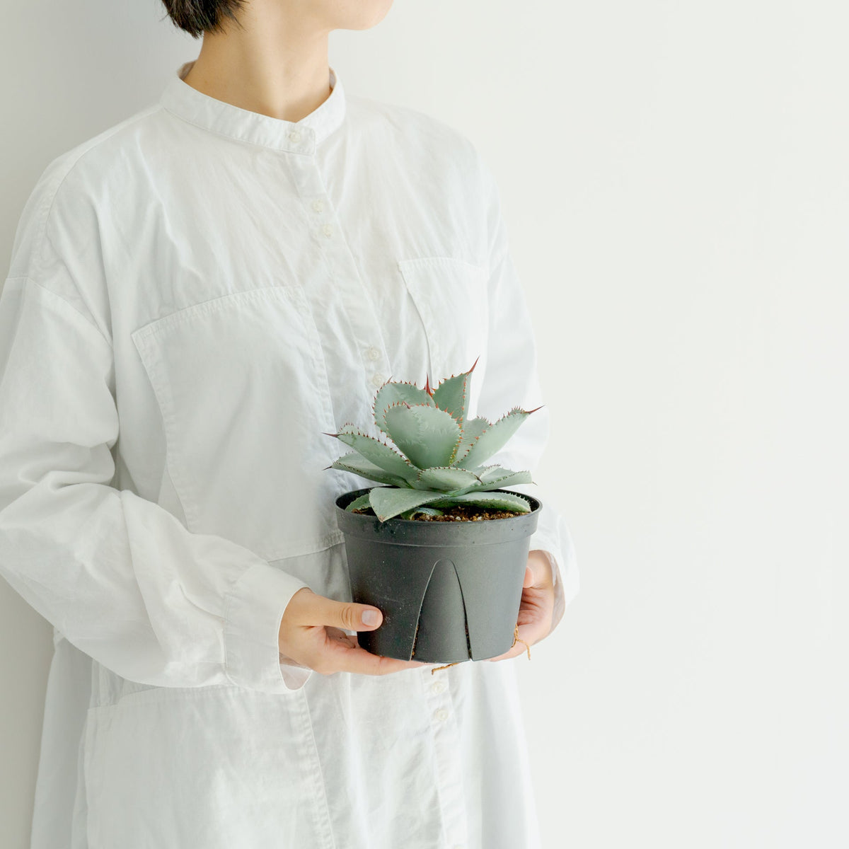アガベ ドラゴントゥース 5号をオーダーするならFlower&amp;Plants tette │ 「手から手へ、想いを運ぶフラワーショップ」【板橋駅徒歩4分】【熟練フローリスト夫婦が運営】【最短2営業日で発送】【24時間365日注文OK】【ギフトは3300円〜】フラワーギフトを手から手へ、想いを込めたブーケやアレンジメントで大切な人に感謝と愛情を。シーンや用途に合わせて選びやすい豊富な種