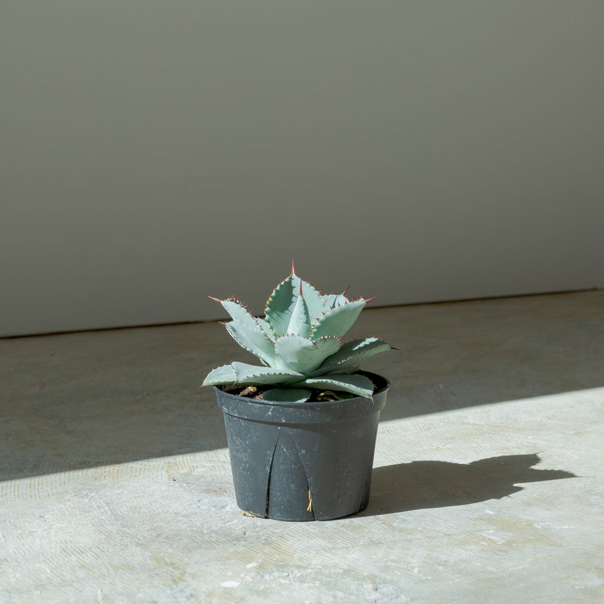 アガベ ドラゴントゥース 5号をオーダーするならFlower&amp;Plants tette │ 「手から手へ、想いを運ぶフラワーショップ」【板橋駅徒歩4分】【熟練フローリスト夫婦が運営】【最短2営業日で発送】【24時間365日注文OK】【ギフトは3300円〜】フラワーギフトを手から手へ、想いを込めたブーケやアレンジメントで大切な人に感謝と愛情を。シーンや用途に合わせて選びやすい豊富な種