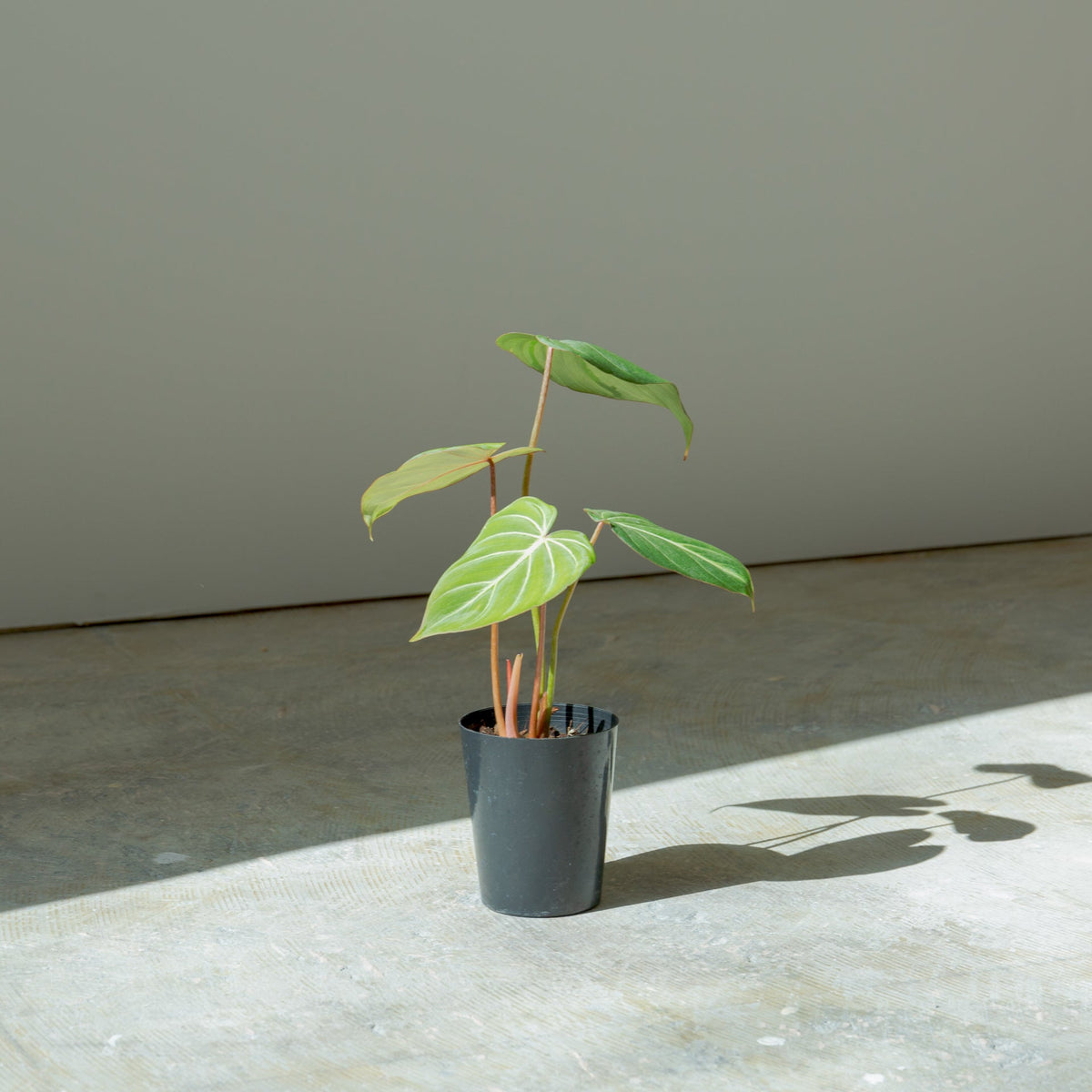 フィロデンドロン グロリオーサム 4号をオーダーするならFlower&amp;Plants tette │ 「手から手へ、想いを運ぶフラワーショップ」【板橋駅徒歩4分】【熟練フローリスト夫婦が運営】【最短2営業日で発送】【24時間365日注文OK】【ギフトは3300円〜】フラワーギフトを手から手へ、想いを込めたブーケやアレンジメントで大切な人に感謝と愛情を。シーンや用途に合わせて選びやすい豊富な種