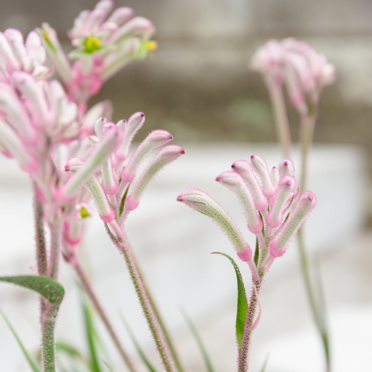 カンガルーポウ　ブッシュ・ジェムをオーダーするならFlower&amp;Plants tette │ 「手から手へ、想いを運ぶフラワーショップ」【板橋駅徒歩4分】【熟練フローリスト夫婦が運営】【最短2営業日で発送】【24時間365日注文OK】【ギフトは3300円〜】フラワーギフトを手から手へ、想いを込めたブーケやアレンジメントで大切な人に感謝と愛情を。シーンや用途に合わせて選びやすい豊富な種