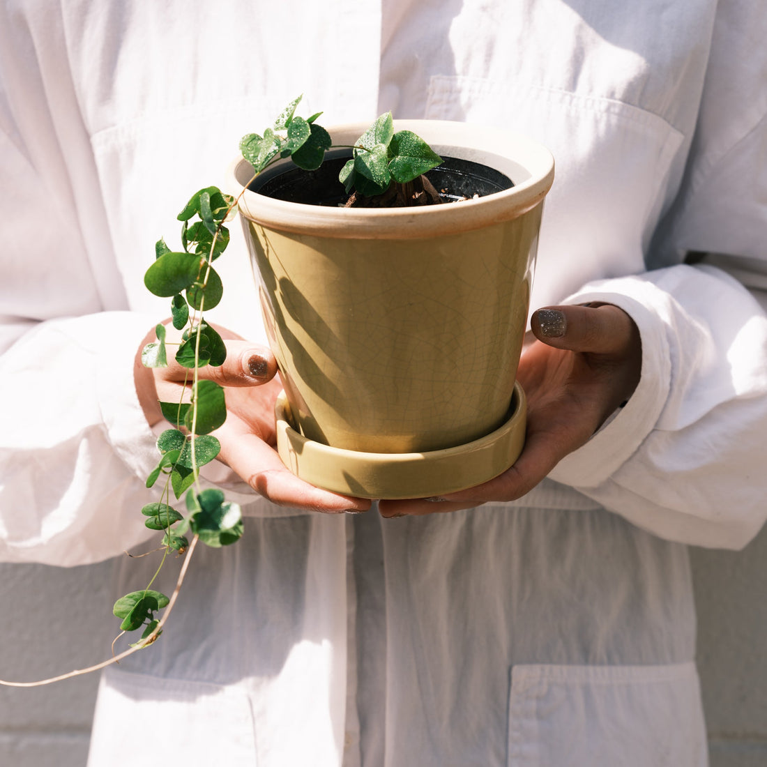 亀甲竜をオーダーするならFlower&amp;Plants tette │ 「手から手へ、想いを運ぶフラワーショップ」【板橋駅徒歩4分】【熟練フローリスト夫婦が運営】【最短2営業日で発送】【24時間365日注文OK】【ギフトは3300円〜】フラワーギフトを手から手へ、想いを込めたブーケやアレンジメントで大切な人に感謝と愛情を。シーンや用途に合わせて選びやすい豊富な種