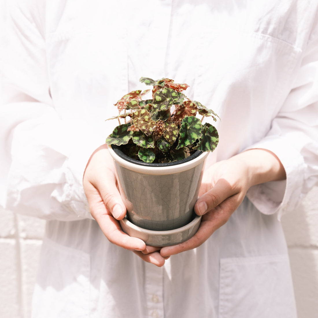 ベゴニアをオーダーするならFlower&amp;Plants tette │ 「手から手へ、想いを運ぶフラワーショップ」【板橋駅徒歩4分】【熟練フローリスト夫婦が運営】【最短2営業日で発送】【24時間365日注文OK】【ギフトは3300円〜】フラワーギフトを手から手へ、想いを込めたブーケやアレンジメントで大切な人に感謝と愛情を。シーンや用途に合わせて選びやすい豊富な種