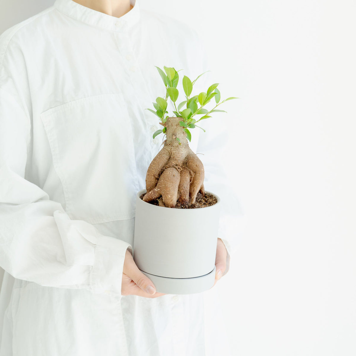 ガジュマル4号　ポットセットをオーダーするならFlower&amp;Plants tette │ 「手から手へ、想いを運ぶフラワーショップ」【板橋駅徒歩4分】【熟練フローリスト夫婦が運営】【最短2営業日で発送】【24時間365日注文OK】【ギフトは3300円〜】フラワーギフトを手から手へ、想いを込めたブーケやアレンジメントで大切な人に感謝と愛情を。シーンや用途に合わせて選びやすい豊富な種