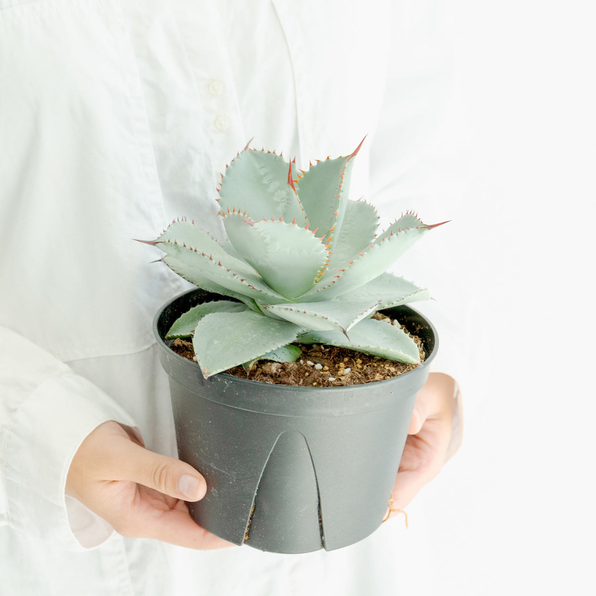 アガベ ドラゴントゥース 5号をオーダーするならFlower&amp;Plants tette │ 「手から手へ、想いを運ぶフラワーショップ」【板橋駅徒歩4分】【熟練フローリスト夫婦が運営】【最短2営業日で発送】【24時間365日注文OK】【ギフトは3300円〜】フラワーギフトを手から手へ、想いを込めたブーケやアレンジメントで大切な人に感謝と愛情を。シーンや用途に合わせて選びやすい豊富な種
