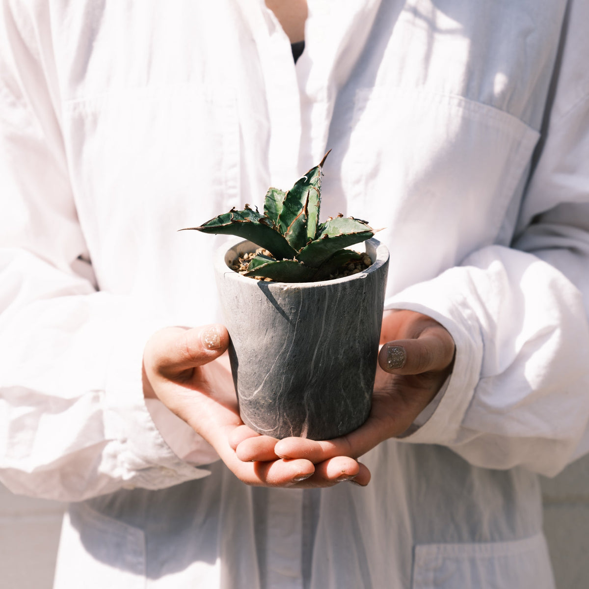 アガベ オテロイをオーダーするならFlower&amp;Plants tette │ 「手から手へ、想いを運ぶフラワーショップ」【板橋駅徒歩4分】【熟練フローリスト夫婦が運営】【最短2営業日で発送】【24時間365日注文OK】【ギフトは3300円〜】フラワーギフトを手から手へ、想いを込めたブーケやアレンジメントで大切な人に感謝と愛情を。シーンや用途に合わせて選びやすい豊富な種