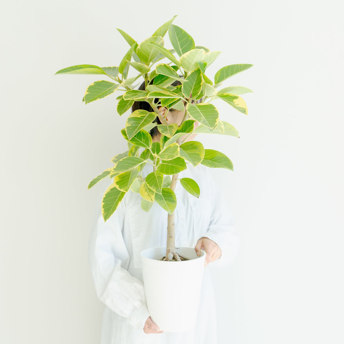 フィカス アルテシマ 7号をオーダーするならFlower&amp;Plants tette │ 「手から手へ、想いを運ぶフラワーショップ」【板橋駅徒歩4分】【熟練フローリスト夫婦が運営】【最短2営業日で発送】【24時間365日注文OK】【ギフトは3300円〜】フラワーギフトを手から手へ、想いを込めたブーケやアレンジメントで大切な人に感謝と愛情を。シーンや用途に合わせて選びやすい豊富な種