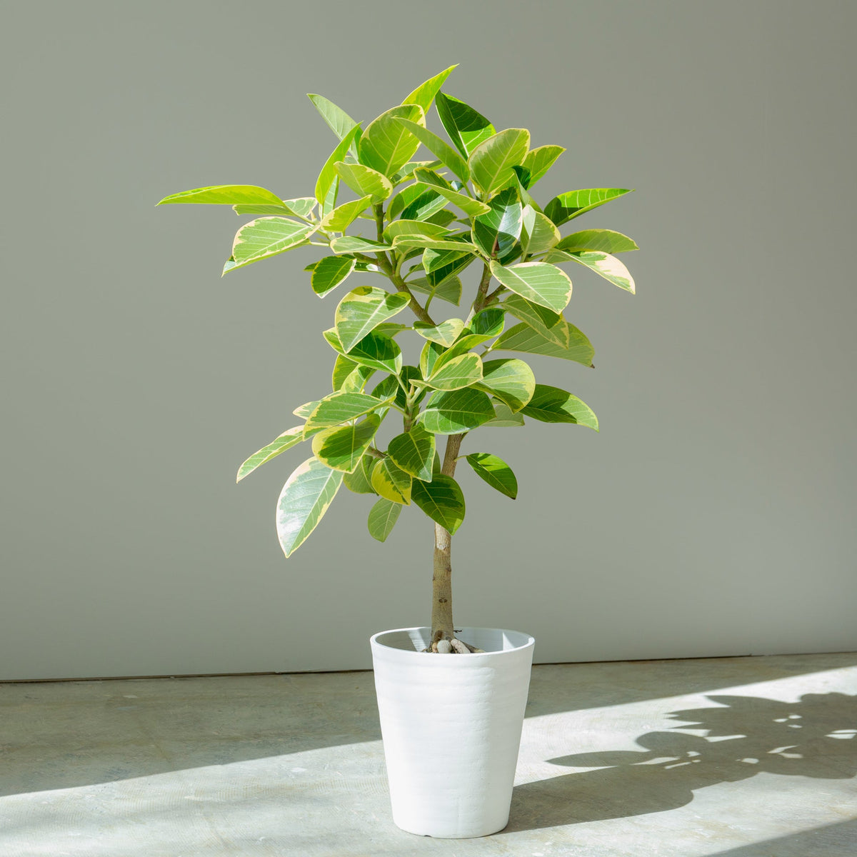 フィカス アルテシマ 7号をオーダーするならFlower&amp;Plants tette │ 「手から手へ、想いを運ぶフラワーショップ」【板橋駅徒歩4分】【熟練フローリスト夫婦が運営】【最短2営業日で発送】【24時間365日注文OK】【ギフトは3300円〜】フラワーギフトを手から手へ、想いを込めたブーケやアレンジメントで大切な人に感謝と愛情を。シーンや用途に合わせて選びやすい豊富な種