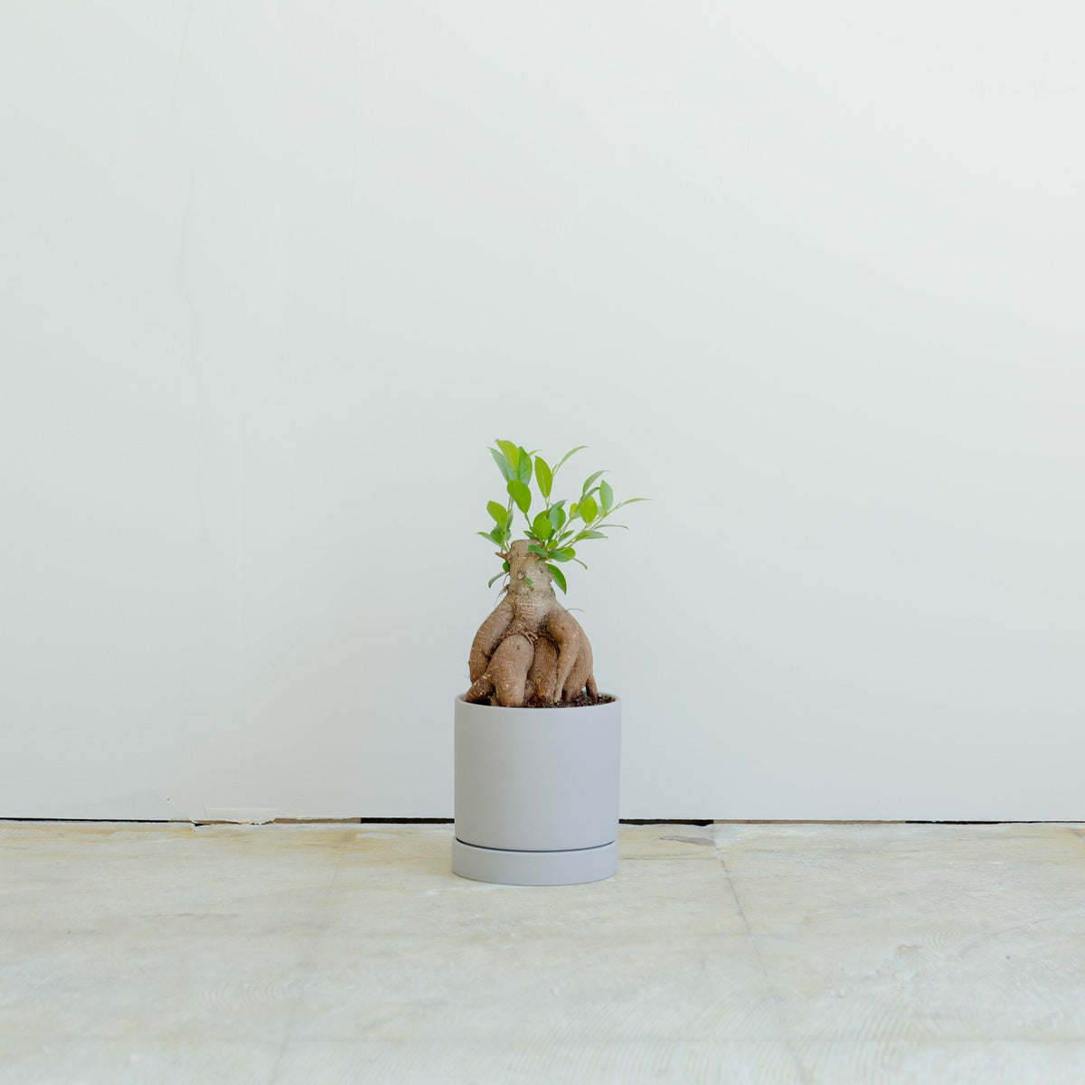 ガジュマル4号　ポットセットをオーダーするならFlower&amp;Plants tette │ 「手から手へ、想いを運ぶフラワーショップ」【板橋駅徒歩4分】【熟練フローリスト夫婦が運営】【最短2営業日で発送】【24時間365日注文OK】【ギフトは3300円〜】フラワーギフトを手から手へ、想いを込めたブーケやアレンジメントで大切な人に感謝と愛情を。シーンや用途に合わせて選びやすい豊富な種