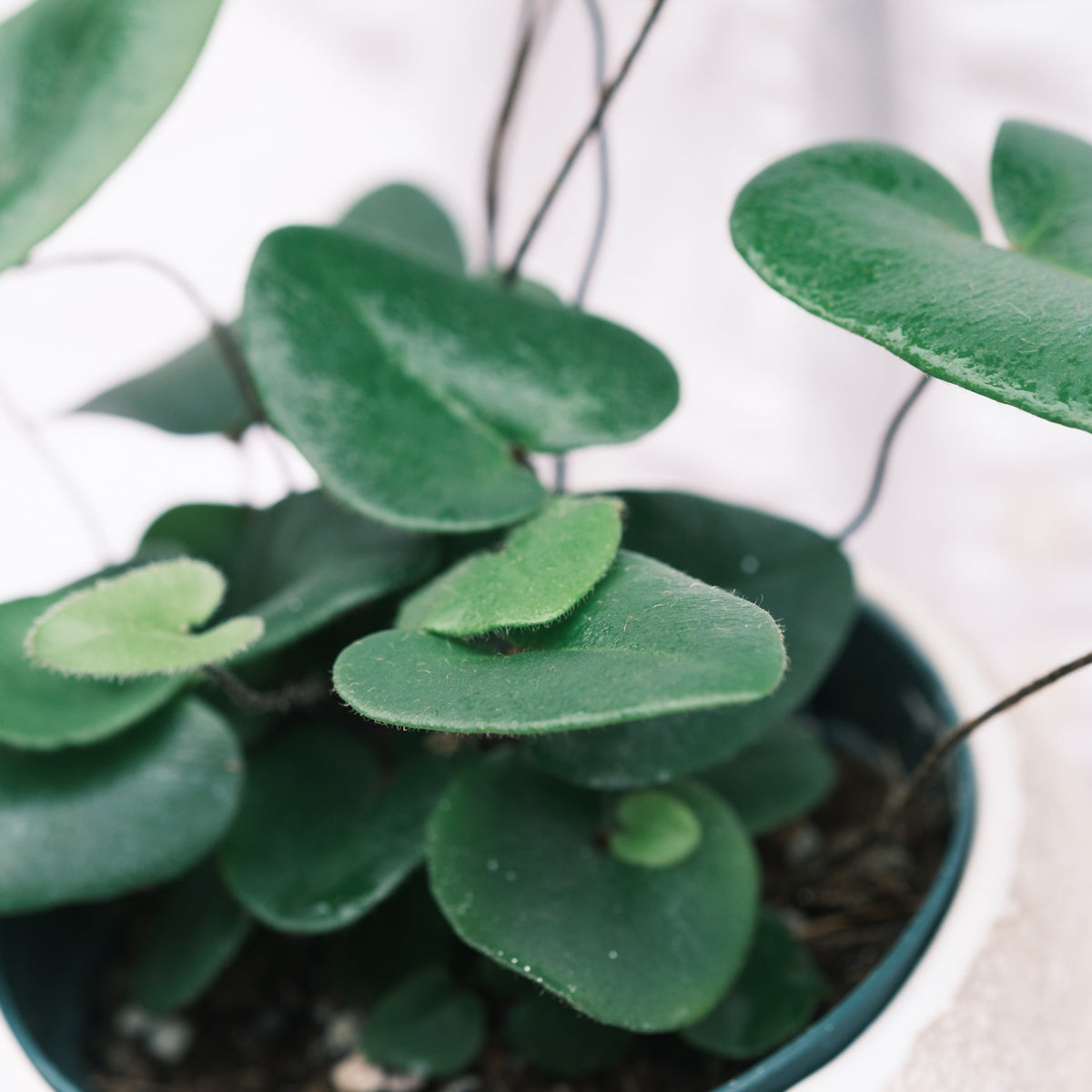 ハートファンをオーダーするならFlower&amp;Plants tette │ 「手から手へ、想いを運ぶフラワーショップ」【板橋駅徒歩4分】【熟練フローリスト夫婦が運営】【最短2営業日で発送】【24時間365日注文OK】【ギフトは3300円〜】フラワーギフトを手から手へ、想いを込めたブーケやアレンジメントで大切な人に感謝と愛情を。シーンや用途に合わせて選びやすい豊富な種