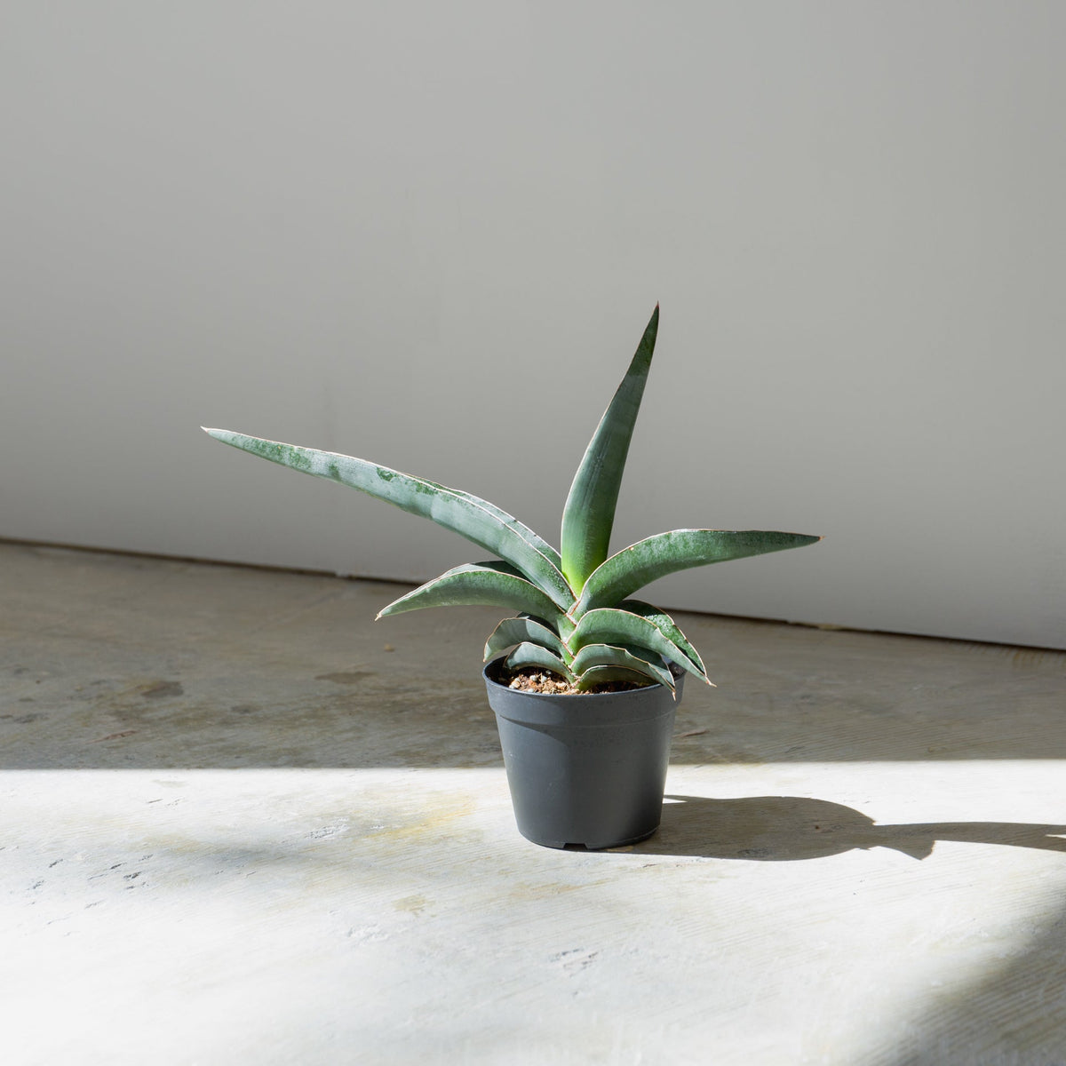 サンスベリア ロブスターブルー　3.5号をオーダーするならFlower&amp;Plants tette │ 「手から手へ、想いを運ぶフラワーショップ」【板橋駅徒歩4分】【熟練フローリスト夫婦が運営】【最短2営業日で発送】【24時間365日注文OK】【ギフトは3300円〜】フラワーギフトを手から手へ、想いを込めたブーケやアレンジメントで大切な人に感謝と愛情を。シーンや用途に合わせて選びやすい豊富な種
