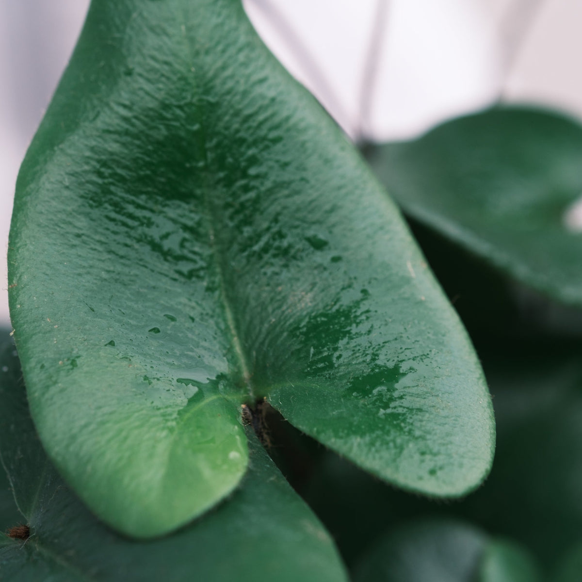 ハートファンをオーダーするならFlower&amp;Plants tette │ 「手から手へ、想いを運ぶフラワーショップ」【板橋駅徒歩4分】【熟練フローリスト夫婦が運営】【最短2営業日で発送】【24時間365日注文OK】【ギフトは3300円〜】フラワーギフトを手から手へ、想いを込めたブーケやアレンジメントで大切な人に感謝と愛情を。シーンや用途に合わせて選びやすい豊富な種