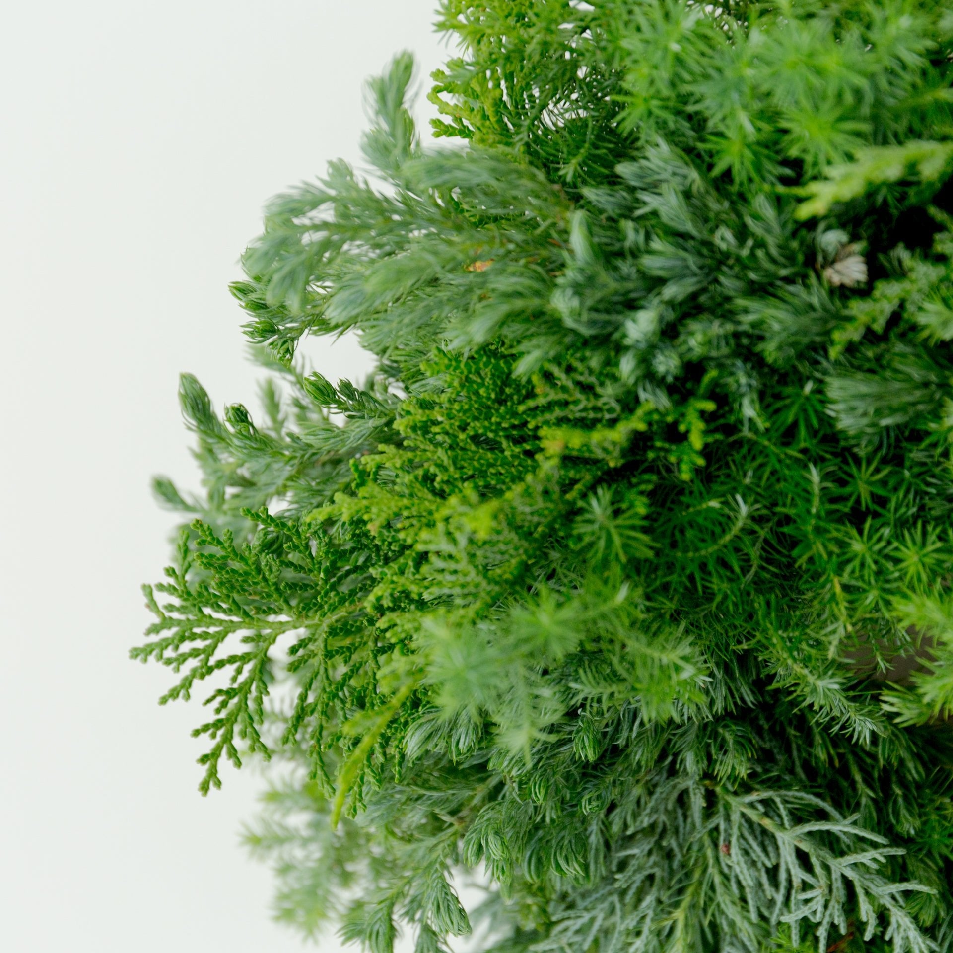 クリスマスリース(グリーン)をオーダーするならFlower&amp;Plants tette │ 「手から手へ、想いを運ぶフラワーショップ」【板橋駅徒歩4分】【熟練フローリスト夫婦が運営】【最短2営業日で発送】【24時間365日注文OK】【ギフトは3300円〜】フラワーギフトを手から手へ、想いを込めたブーケやアレンジメントで大切な人に感謝と愛情を。シーンや用途に合わせて選びやすい豊富な種