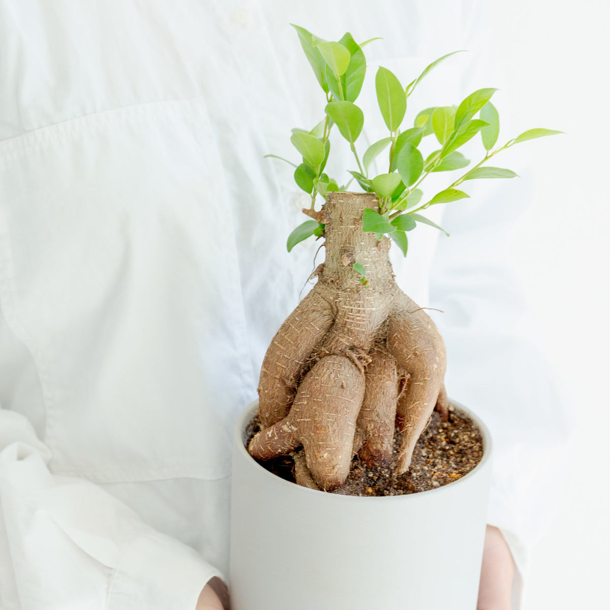 ガジュマル4号　ポットセットをオーダーするならFlower&amp;Plants tette │ 「手から手へ、想いを運ぶフラワーショップ」【板橋駅徒歩4分】【熟練フローリスト夫婦が運営】【最短2営業日で発送】【24時間365日注文OK】【ギフトは3300円〜】フラワーギフトを手から手へ、想いを込めたブーケやアレンジメントで大切な人に感謝と愛情を。シーンや用途に合わせて選びやすい豊富な種