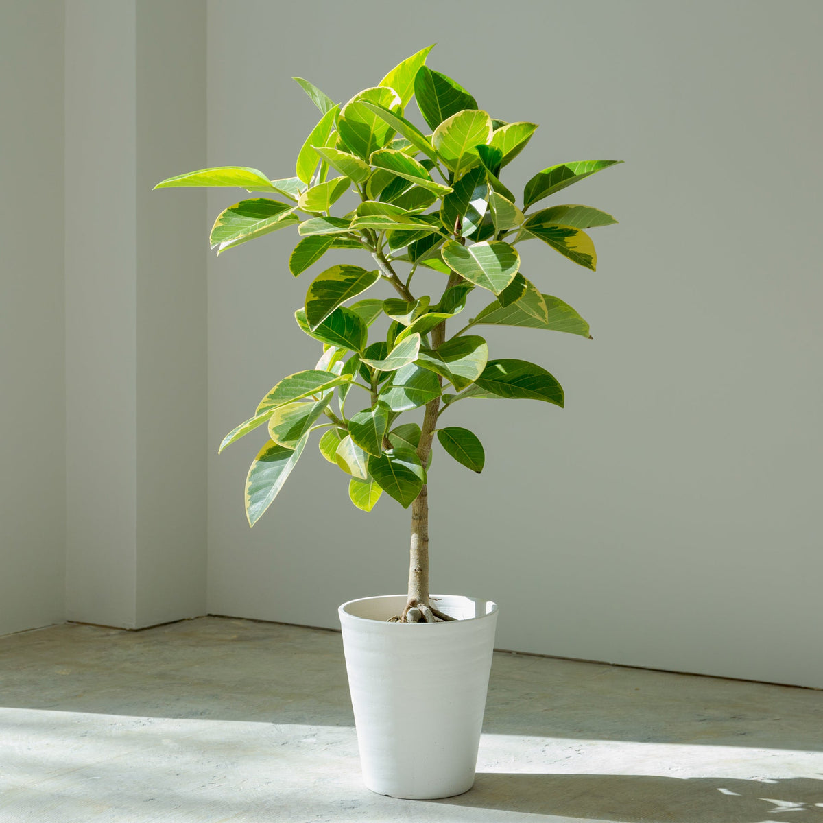 フィカス アルテシマ 7号をオーダーするならFlower&Plants tette │ 「手から手へ、想いを運ぶフラワーショップ」【板橋駅徒歩4分】【熟練フローリスト夫婦が運営】【最短2営業日で発送】【24時間365日注文OK】【ギフトは3300円〜】フラワーギフトを手から手へ、想いを込めたブーケやアレンジメントで大切な人に感謝と愛情を。シーンや用途に合わせて選びやすい豊富な種
