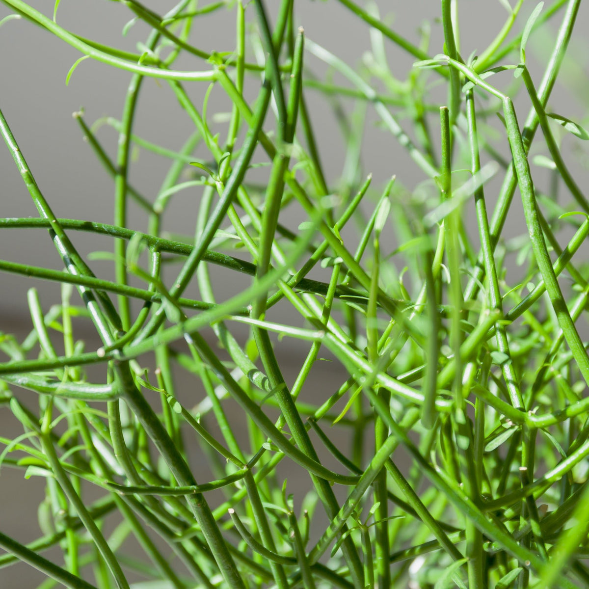 ミルクブッシュをオーダーするならFlower&amp;Plants tette │ 「手から手へ、想いを運ぶフラワーショップ」【板橋駅徒歩4分】【熟練フローリスト夫婦が運営】【最短2営業日で発送】【24時間365日注文OK】【ギフトは3300円〜】フラワーギフトを手から手へ、想いを込めたブーケやアレンジメントで大切な人に感謝と愛情を。シーンや用途に合わせて選びやすい豊富な種