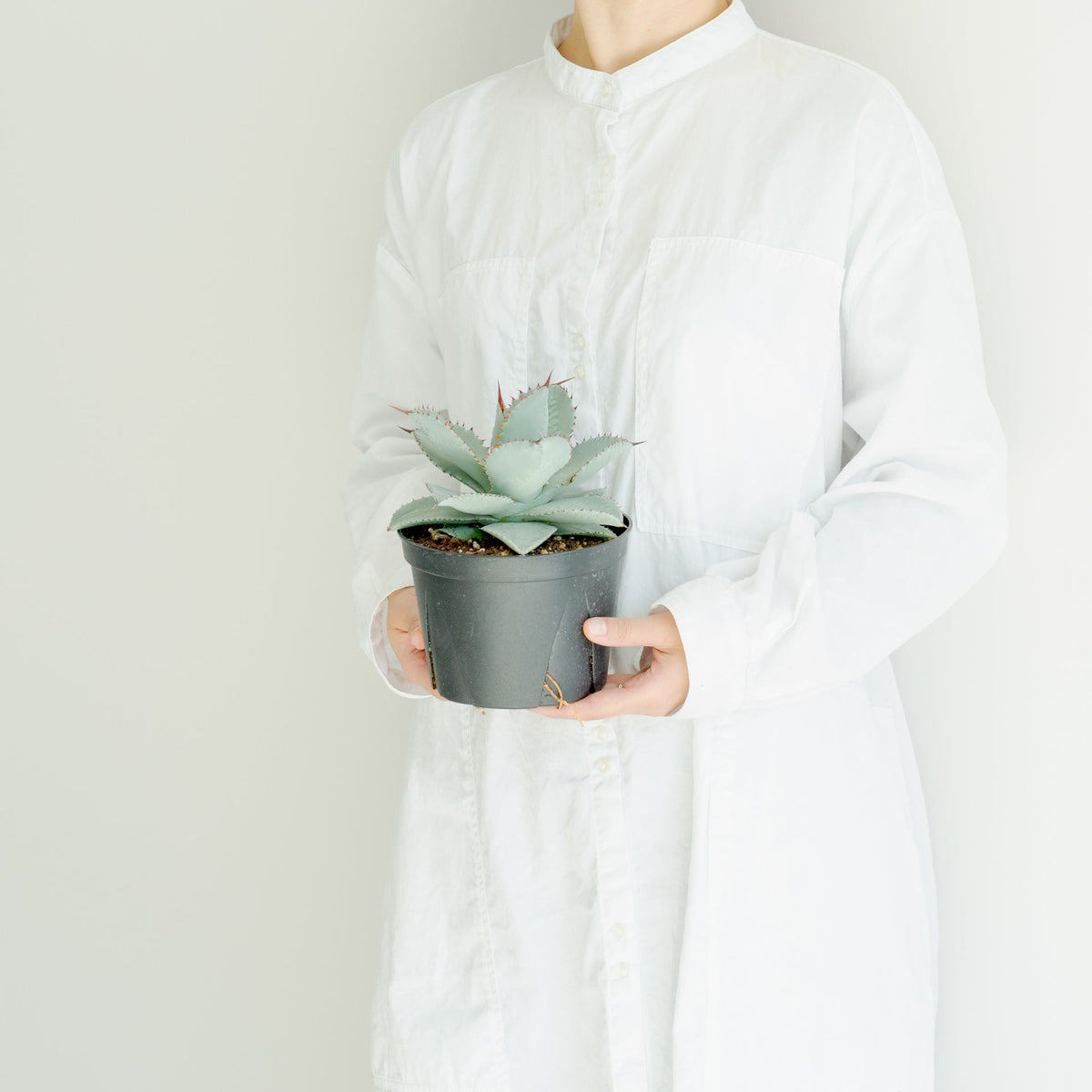 アガベ ドラゴントゥース 5号をオーダーするならFlower&amp;Plants tette │ 「手から手へ、想いを運ぶフラワーショップ」【板橋駅徒歩4分】【熟練フローリスト夫婦が運営】【最短2営業日で発送】【24時間365日注文OK】【ギフトは3300円〜】フラワーギフトを手から手へ、想いを込めたブーケやアレンジメントで大切な人に感謝と愛情を。シーンや用途に合わせて選びやすい豊富な種