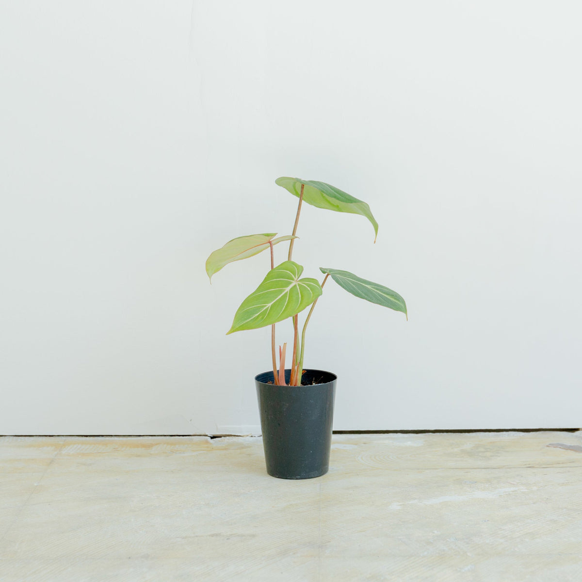 フィロデンドロン グロリオーサム 4号をオーダーするならFlower&amp;Plants tette │ 「手から手へ、想いを運ぶフラワーショップ」【板橋駅徒歩4分】【熟練フローリスト夫婦が運営】【最短2営業日で発送】【24時間365日注文OK】【ギフトは3300円〜】フラワーギフトを手から手へ、想いを込めたブーケやアレンジメントで大切な人に感謝と愛情を。シーンや用途に合わせて選びやすい豊富な種