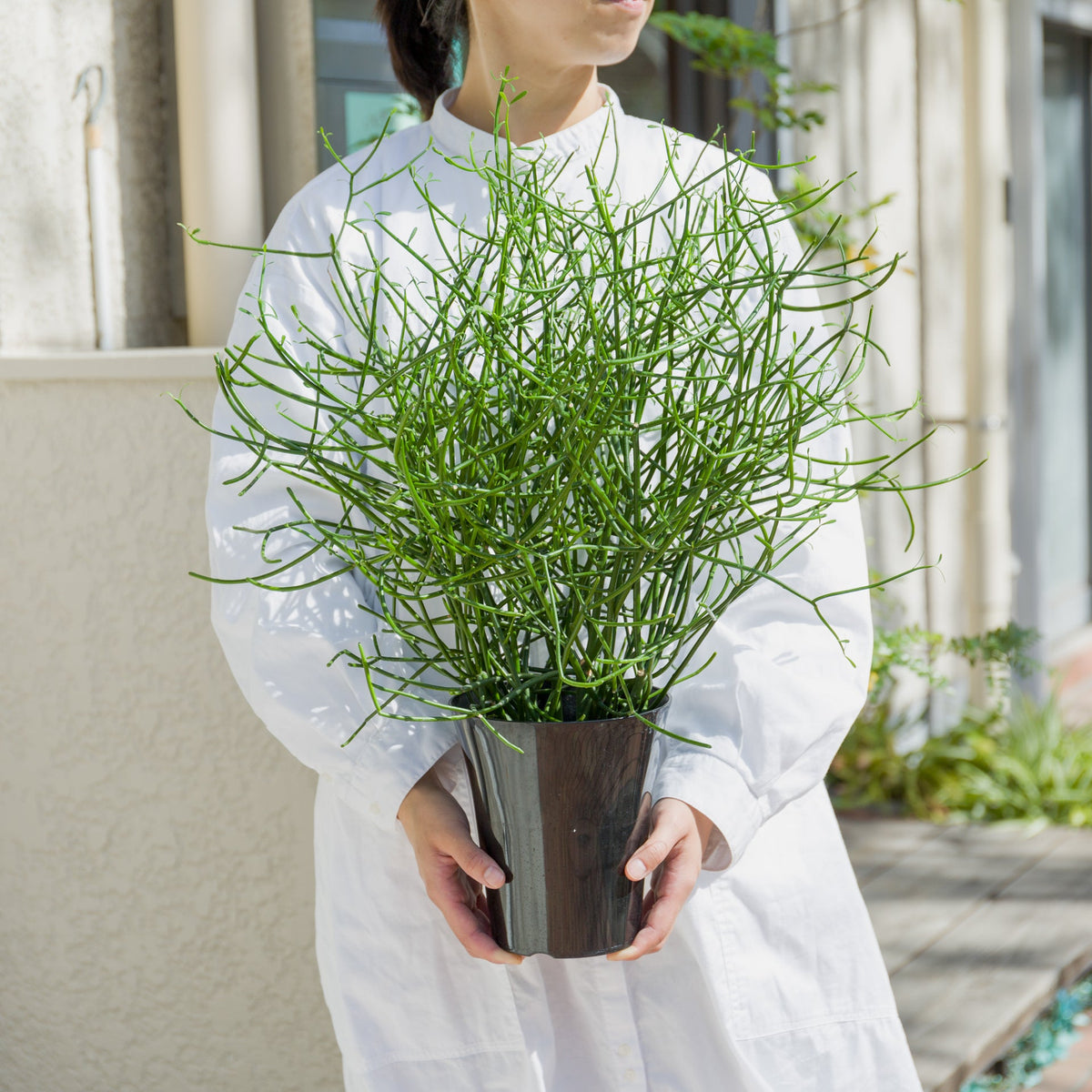 ミルクブッシュをオーダーするならFlower&amp;Plants tette │ 「手から手へ、想いを運ぶフラワーショップ」【板橋駅徒歩4分】【熟練フローリスト夫婦が運営】【最短2営業日で発送】【24時間365日注文OK】【ギフトは3300円〜】フラワーギフトを手から手へ、想いを込めたブーケやアレンジメントで大切な人に感謝と愛情を。シーンや用途に合わせて選びやすい豊富な種