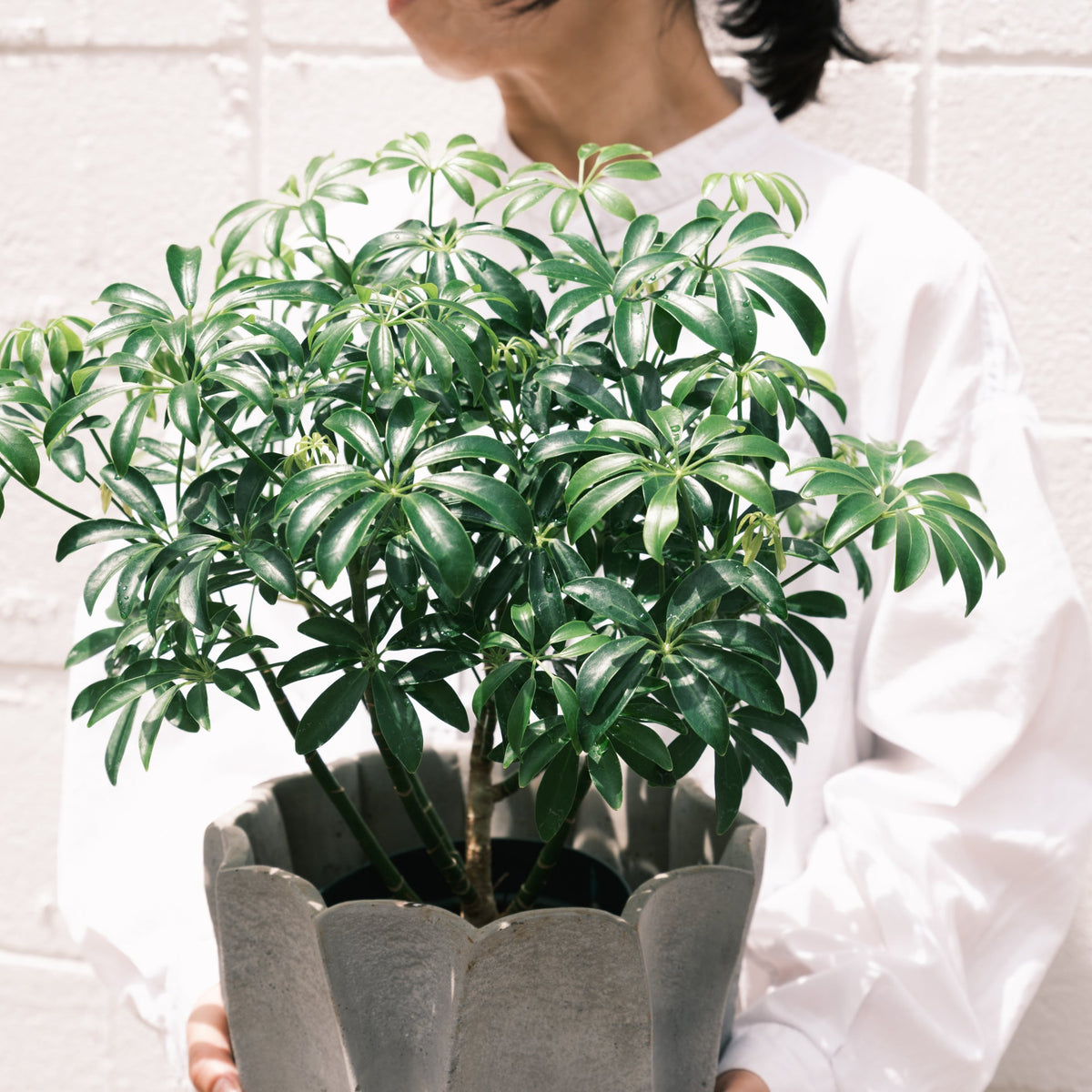 シェフレラコンパクタをオーダーするならFlower&amp;Plants tette │ 「手から手へ、想いを運ぶフラワーショップ」【板橋駅徒歩4分】【熟練フローリスト夫婦が運営】【最短2営業日で発送】【24時間365日注文OK】【ギフトは3300円〜】フラワーギフトを手から手へ、想いを込めたブーケやアレンジメントで大切な人に感謝と愛情を。シーンや用途に合わせて選びやすい豊富な種