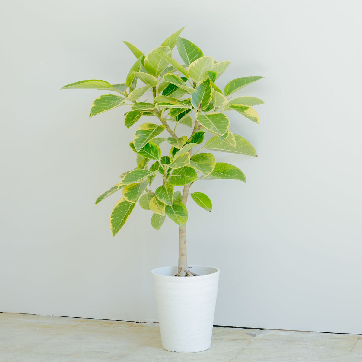 フィカス アルテシマ 7号をオーダーするならFlower&amp;Plants tette │ 「手から手へ、想いを運ぶフラワーショップ」【板橋駅徒歩4分】【熟練フローリスト夫婦が運営】【最短2営業日で発送】【24時間365日注文OK】【ギフトは3300円〜】フラワーギフトを手から手へ、想いを込めたブーケやアレンジメントで大切な人に感謝と愛情を。シーンや用途に合わせて選びやすい豊富な種