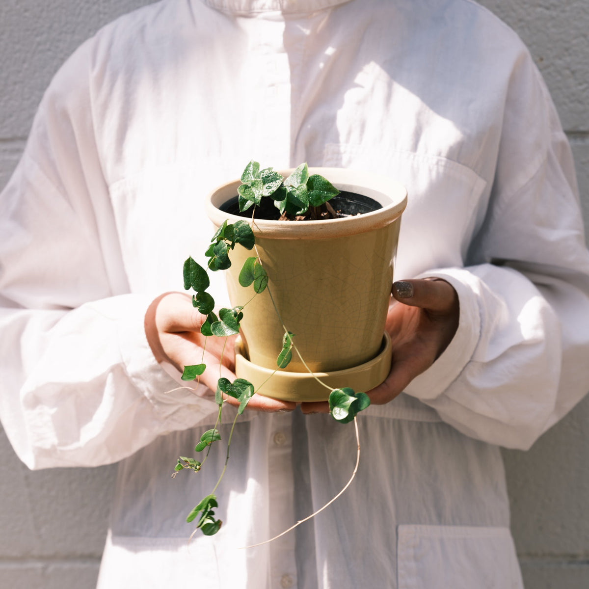 亀甲竜をオーダーするならFlower&amp;Plants tette │ 「手から手へ、想いを運ぶフラワーショップ」【板橋駅徒歩4分】【熟練フローリスト夫婦が運営】【最短2営業日で発送】【24時間365日注文OK】【ギフトは3300円〜】フラワーギフトを手から手へ、想いを込めたブーケやアレンジメントで大切な人に感謝と愛情を。シーンや用途に合わせて選びやすい豊富な種