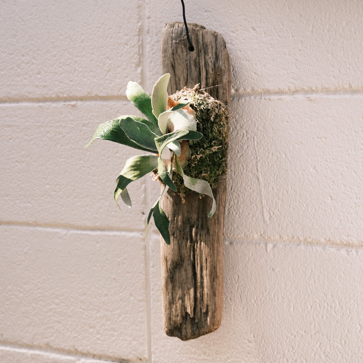 ビカクシダ ビーチーをオーダーするならFlower&amp;Plants tette │ 「手から手へ、想いを運ぶフラワーショップ」【板橋駅徒歩4分】【熟練フローリスト夫婦が運営】【最短2営業日で発送】【24時間365日注文OK】【ギフトは3300円〜】フラワーギフトを手から手へ、想いを込めたブーケやアレンジメントで大切な人に感謝と愛情を。シーンや用途に合わせて選びやすい豊富な種