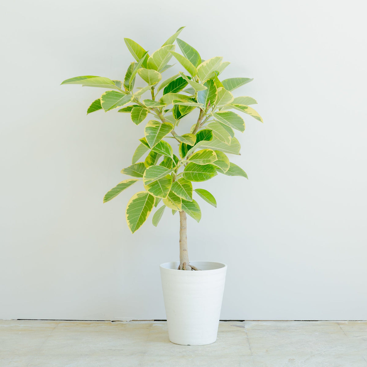フィカス アルテシマ 7号をオーダーするならFlower&amp;Plants tette │ 「手から手へ、想いを運ぶフラワーショップ」【板橋駅徒歩4分】【熟練フローリスト夫婦が運営】【最短2営業日で発送】【24時間365日注文OK】【ギフトは3300円〜】フラワーギフトを手から手へ、想いを込めたブーケやアレンジメントで大切な人に感謝と愛情を。シーンや用途に合わせて選びやすい豊富な種