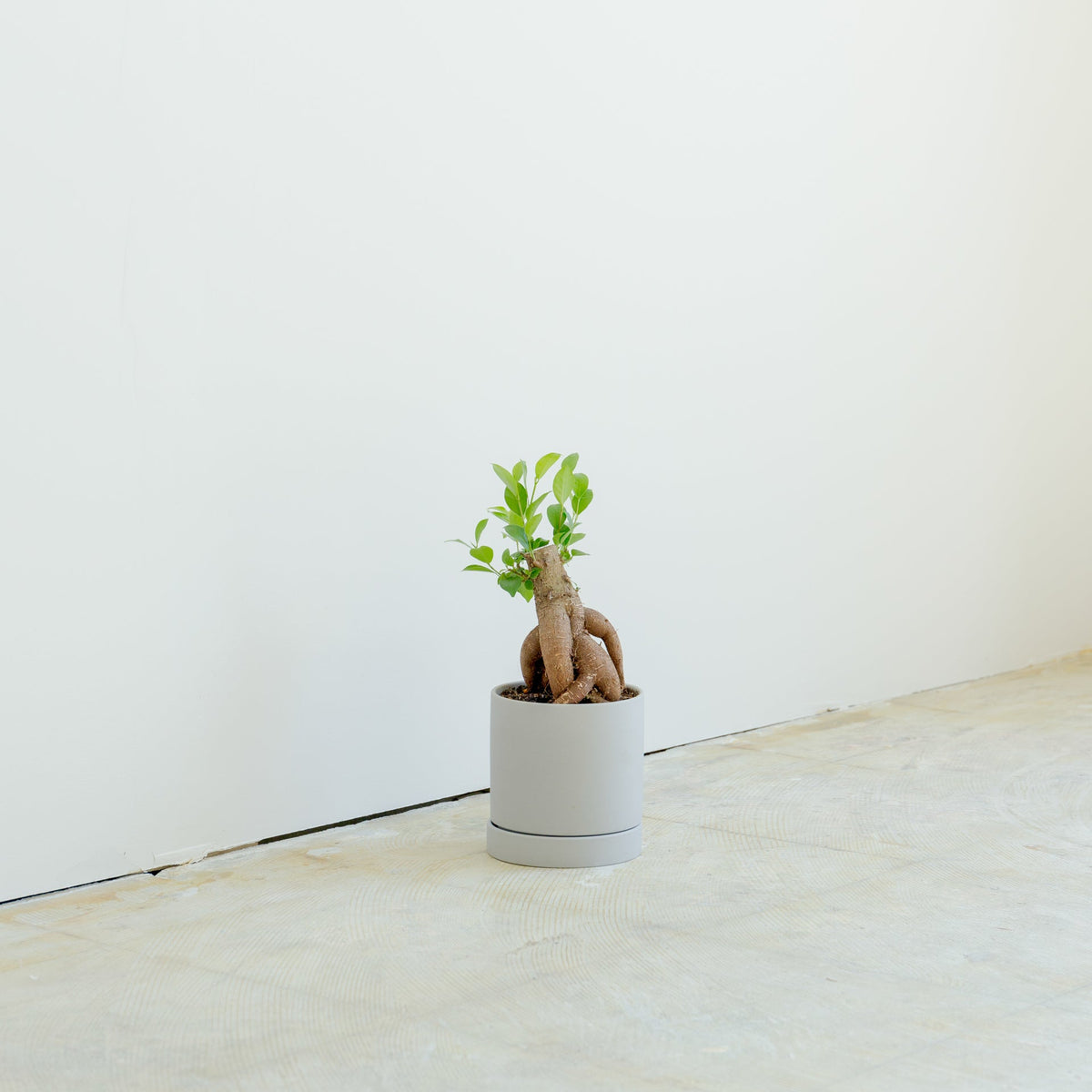 ガジュマル4号　ポットセットをオーダーするならFlower&amp;Plants tette │ 「手から手へ、想いを運ぶフラワーショップ」【板橋駅徒歩4分】【熟練フローリスト夫婦が運営】【最短2営業日で発送】【24時間365日注文OK】【ギフトは3300円〜】フラワーギフトを手から手へ、想いを込めたブーケやアレンジメントで大切な人に感謝と愛情を。シーンや用途に合わせて選びやすい豊富な種