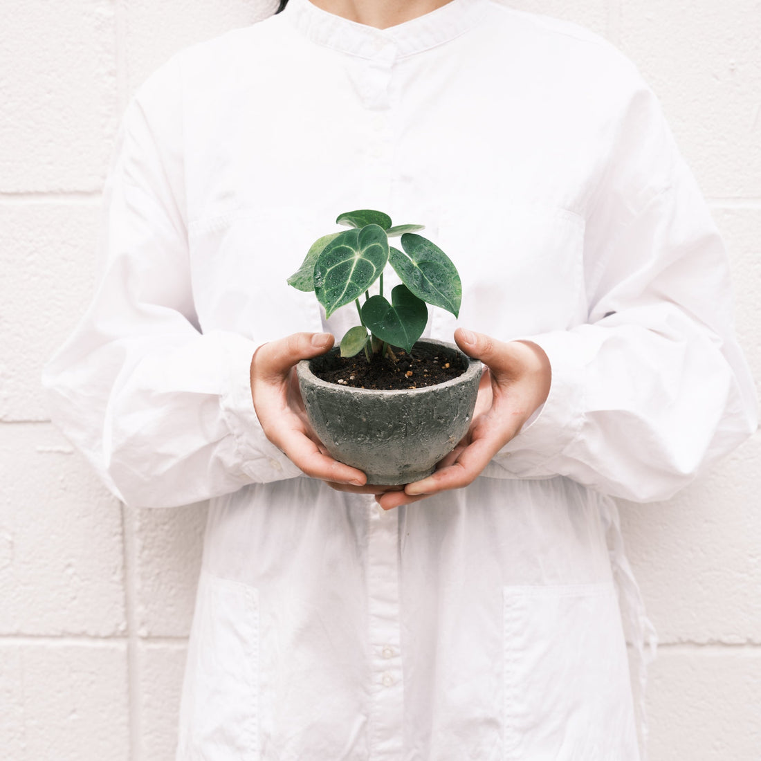 アンスリウムをオーダーするならFlower&amp;Plants tette │ 「手から手へ、想いを運ぶフラワーショップ」【板橋駅徒歩4分】【熟練フローリスト夫婦が運営】【最短2営業日で発送】【24時間365日注文OK】【ギフトは3300円〜】フラワーギフトを手から手へ、想いを込めたブーケやアレンジメントで大切な人に感謝と愛情を。シーンや用途に合わせて選びやすい豊富な種