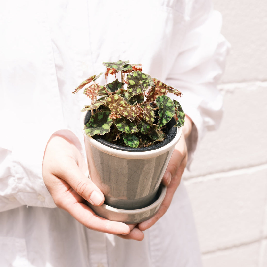 ベゴニアをオーダーするならFlower&amp;Plants tette │ 「手から手へ、想いを運ぶフラワーショップ」【板橋駅徒歩4分】【熟練フローリスト夫婦が運営】【最短2営業日で発送】【24時間365日注文OK】【ギフトは3300円〜】フラワーギフトを手から手へ、想いを込めたブーケやアレンジメントで大切な人に感謝と愛情を。シーンや用途に合わせて選びやすい豊富な種