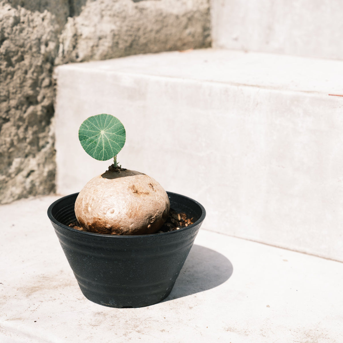 ステファニア エレクタをオーダーするならFlower&amp;Plants tette │ 「手から手へ、想いを運ぶフラワーショップ」【板橋駅徒歩4分】【熟練フローリスト夫婦が運営】【最短2営業日で発送】【24時間365日注文OK】【ギフトは3300円〜】フラワーギフトを手から手へ、想いを込めたブーケやアレンジメントで大切な人に感謝と愛情を。シーンや用途に合わせて選びやすい豊富な種