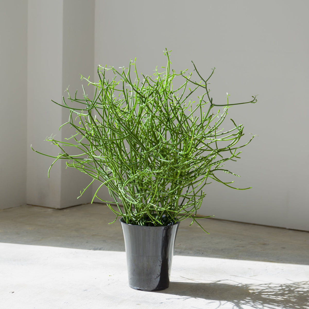 ミルクブッシュをオーダーするならFlower&amp;Plants tette │ 「手から手へ、想いを運ぶフラワーショップ」【板橋駅徒歩4分】【熟練フローリスト夫婦が運営】【最短2営業日で発送】【24時間365日注文OK】【ギフトは3300円〜】フラワーギフトを手から手へ、想いを込めたブーケやアレンジメントで大切な人に感謝と愛情を。シーンや用途に合わせて選びやすい豊富な種
