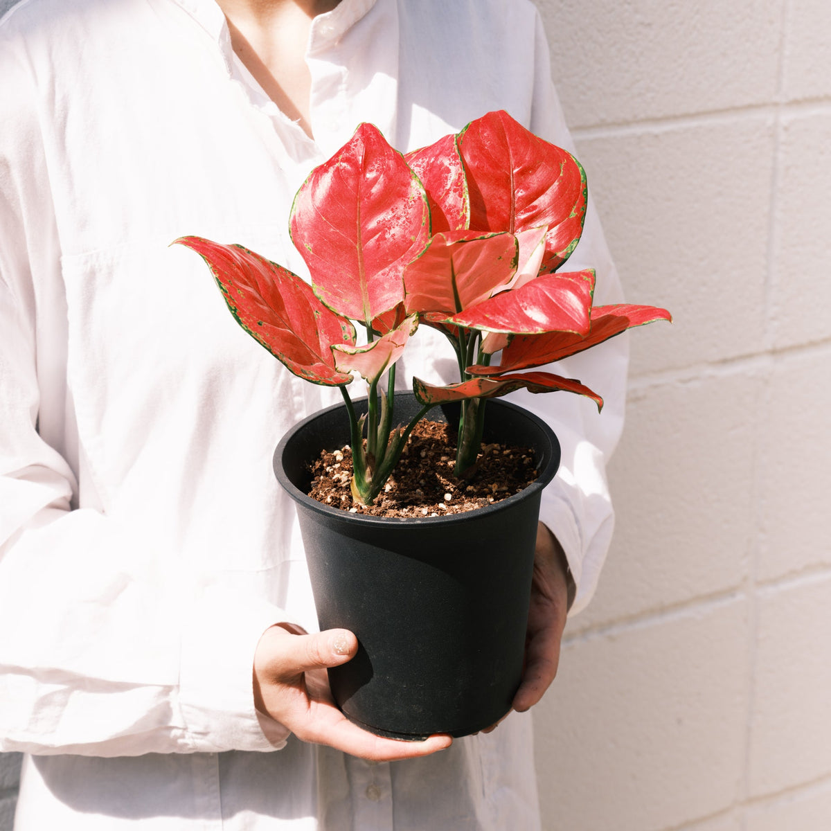 アグラオネマ バレンタインをオーダーするならFlower&amp;Plants tette │ 「手から手へ、想いを運ぶフラワーショップ」【板橋駅徒歩4分】【熟練フローリスト夫婦が運営】【最短2営業日で発送】【24時間365日注文OK】【ギフトは3300円〜】フラワーギフトを手から手へ、想いを込めたブーケやアレンジメントで大切な人に感謝と愛情を。シーンや用途に合わせて選びやすい豊富な種
