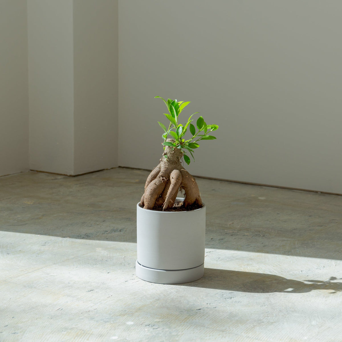 ガジュマル4号　ポットセットをオーダーするならFlower&amp;Plants tette │ 「手から手へ、想いを運ぶフラワーショップ」【板橋駅徒歩4分】【熟練フローリスト夫婦が運営】【最短2営業日で発送】【24時間365日注文OK】【ギフトは3300円〜】フラワーギフトを手から手へ、想いを込めたブーケやアレンジメントで大切な人に感謝と愛情を。シーンや用途に合わせて選びやすい豊富な種