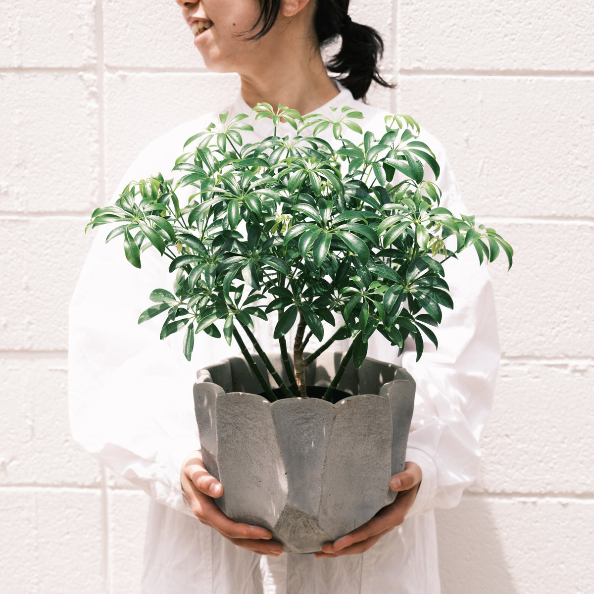 シェフレラコンパクタをオーダーするならFlower&amp;Plants tette │ 「手から手へ、想いを運ぶフラワーショップ」【板橋駅徒歩4分】【熟練フローリスト夫婦が運営】【最短2営業日で発送】【24時間365日注文OK】【ギフトは3300円〜】フラワーギフトを手から手へ、想いを込めたブーケやアレンジメントで大切な人に感謝と愛情を。シーンや用途に合わせて選びやすい豊富な種