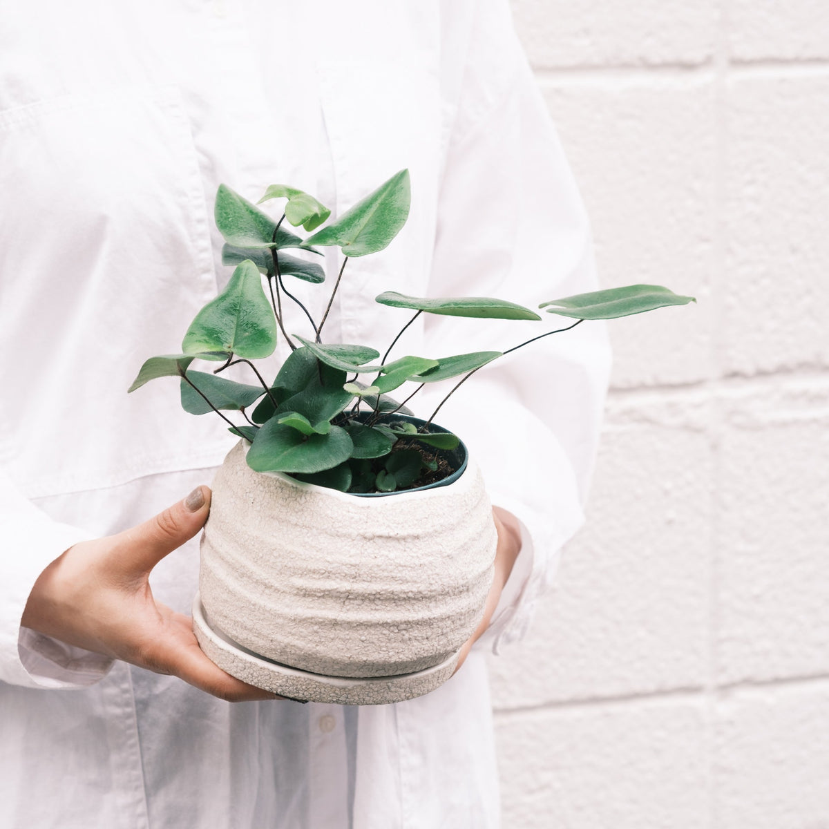 ハートファンをオーダーするならFlower&amp;Plants tette │ 「手から手へ、想いを運ぶフラワーショップ」【板橋駅徒歩4分】【熟練フローリスト夫婦が運営】【最短2営業日で発送】【24時間365日注文OK】【ギフトは3300円〜】フラワーギフトを手から手へ、想いを込めたブーケやアレンジメントで大切な人に感謝と愛情を。シーンや用途に合わせて選びやすい豊富な種
