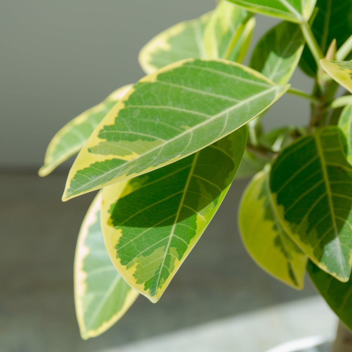 フィカス アルテシマ 7号をオーダーするならFlower&amp;Plants tette │ 「手から手へ、想いを運ぶフラワーショップ」【板橋駅徒歩4分】【熟練フローリスト夫婦が運営】【最短2営業日で発送】【24時間365日注文OK】【ギフトは3300円〜】フラワーギフトを手から手へ、想いを込めたブーケやアレンジメントで大切な人に感謝と愛情を。シーンや用途に合わせて選びやすい豊富な種