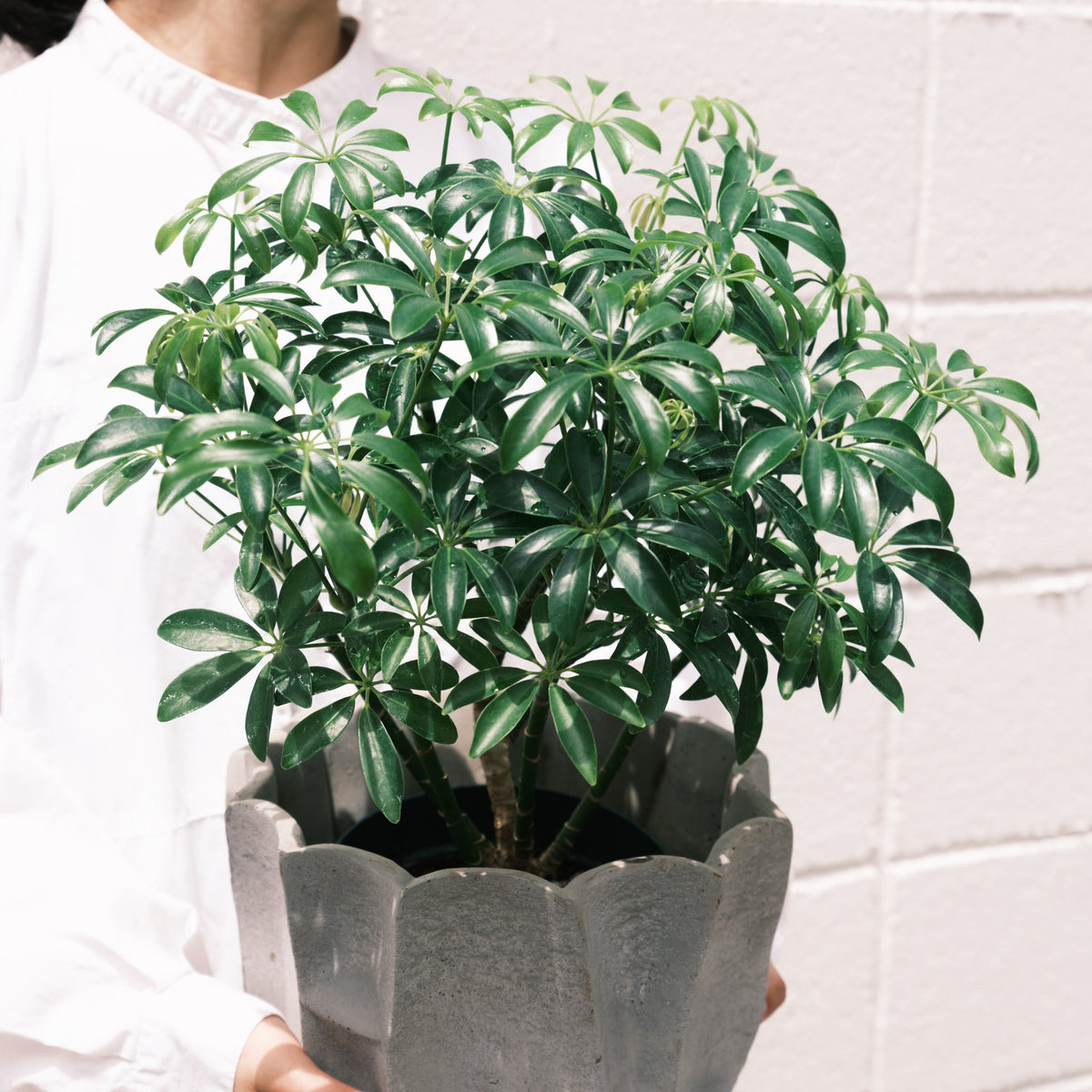 シェフレラコンパクタをオーダーするならFlower&amp;Plants tette │ 「手から手へ、想いを運ぶフラワーショップ」【板橋駅徒歩4分】【熟練フローリスト夫婦が運営】【最短2営業日で発送】【24時間365日注文OK】【ギフトは3300円〜】フラワーギフトを手から手へ、想いを込めたブーケやアレンジメントで大切な人に感謝と愛情を。シーンや用途に合わせて選びやすい豊富な種