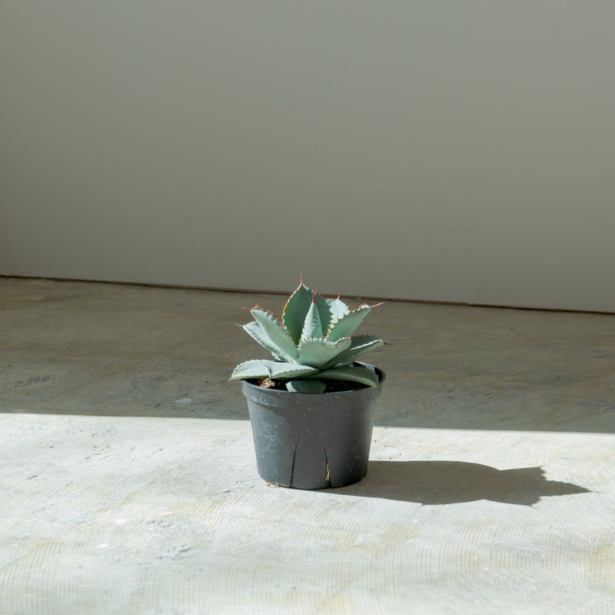 アガベ ドラゴントゥース 5号をオーダーするならFlower&amp;Plants tette │ 「手から手へ、想いを運ぶフラワーショップ」【板橋駅徒歩4分】【熟練フローリスト夫婦が運営】【最短2営業日で発送】【24時間365日注文OK】【ギフトは3300円〜】フラワーギフトを手から手へ、想いを込めたブーケやアレンジメントで大切な人に感謝と愛情を。シーンや用途に合わせて選びやすい豊富な種