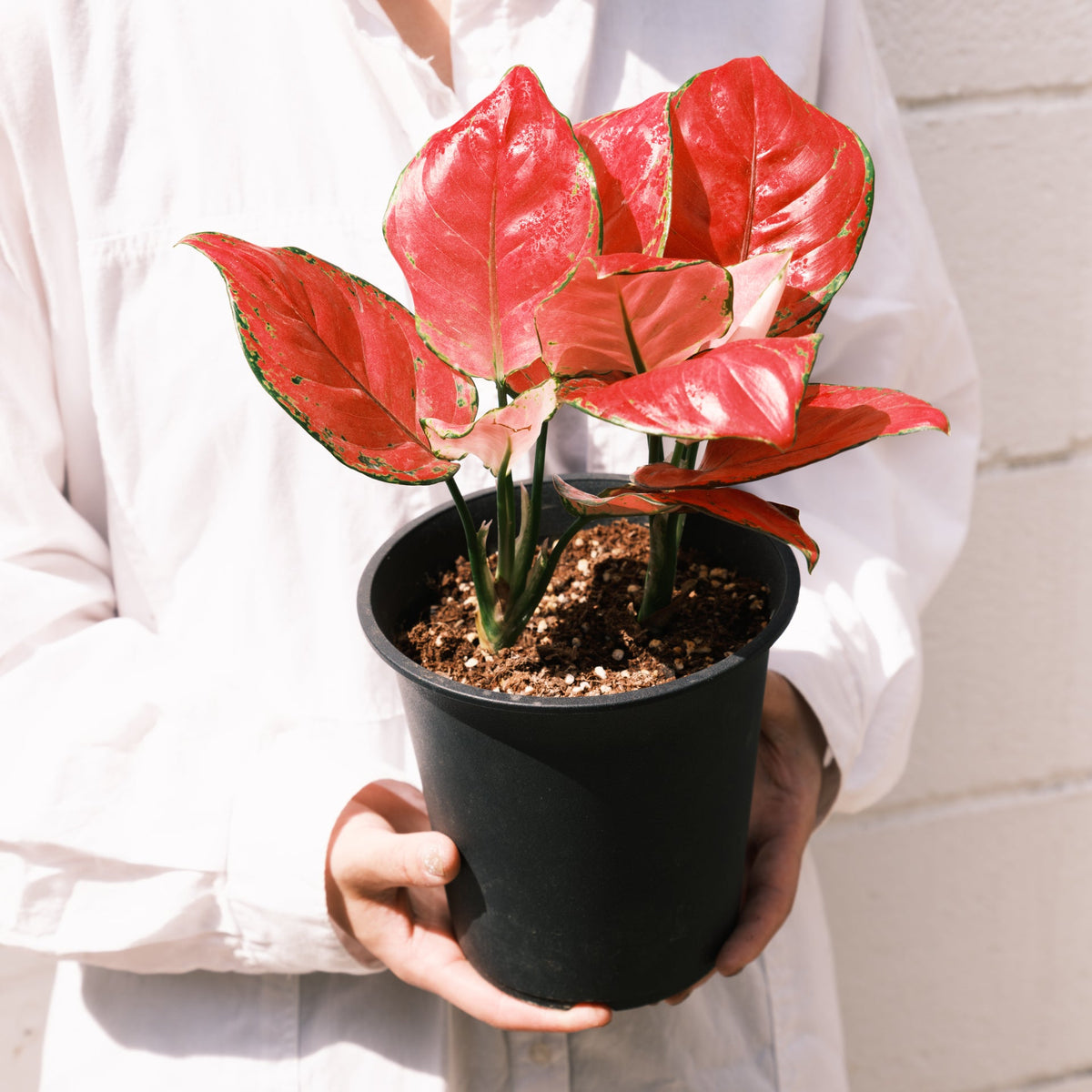 アグラオネマ バレンタインをオーダーするならFlower&amp;Plants tette │ 「手から手へ、想いを運ぶフラワーショップ」【板橋駅徒歩4分】【熟練フローリスト夫婦が運営】【最短2営業日で発送】【24時間365日注文OK】【ギフトは3300円〜】フラワーギフトを手から手へ、想いを込めたブーケやアレンジメントで大切な人に感謝と愛情を。シーンや用途に合わせて選びやすい豊富な種