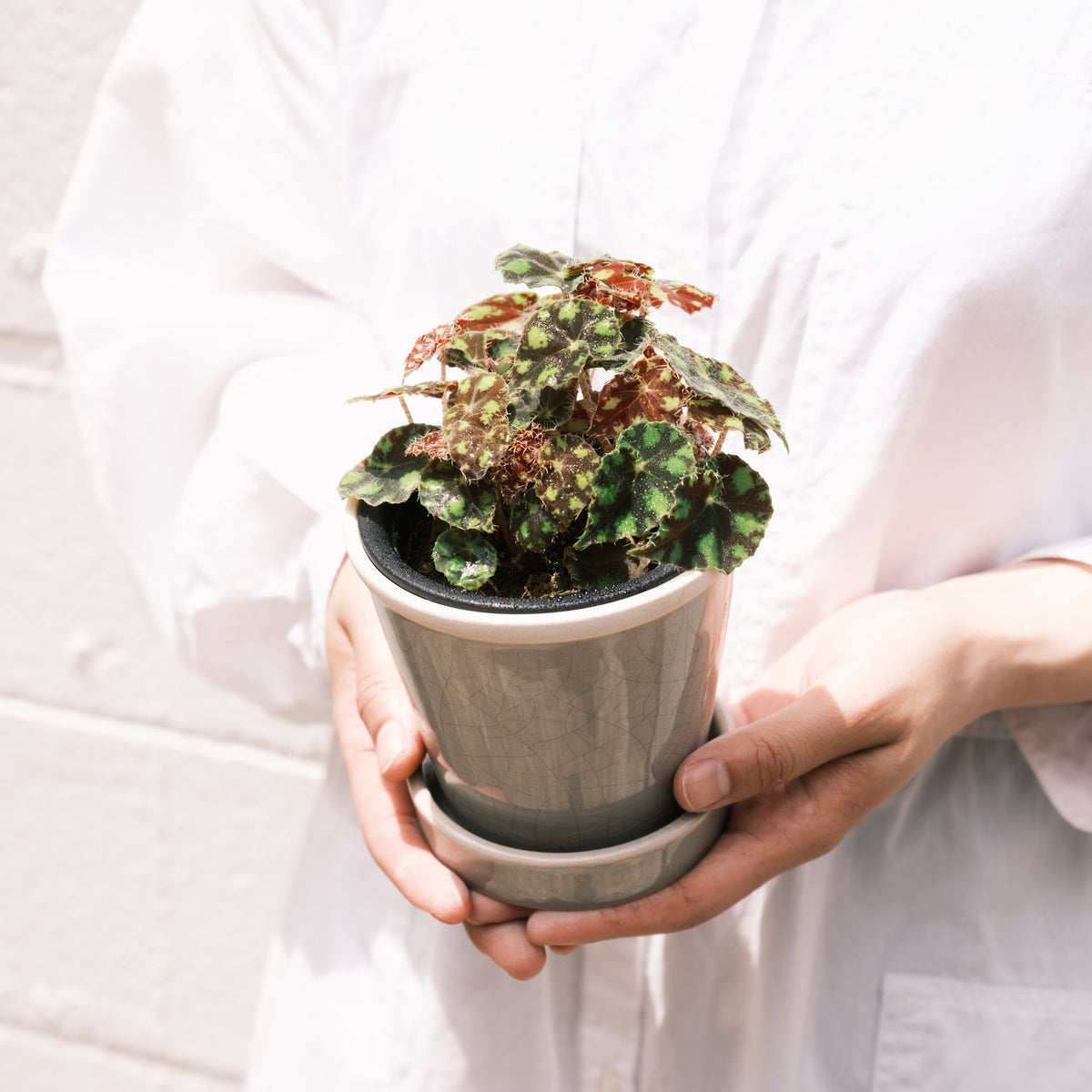 ベゴニアをオーダーするならFlower&amp;Plants tette │ 「手から手へ、想いを運ぶフラワーショップ」【板橋駅徒歩4分】【熟練フローリスト夫婦が運営】【最短2営業日で発送】【24時間365日注文OK】【ギフトは3300円〜】フラワーギフトを手から手へ、想いを込めたブーケやアレンジメントで大切な人に感謝と愛情を。シーンや用途に合わせて選びやすい豊富な種