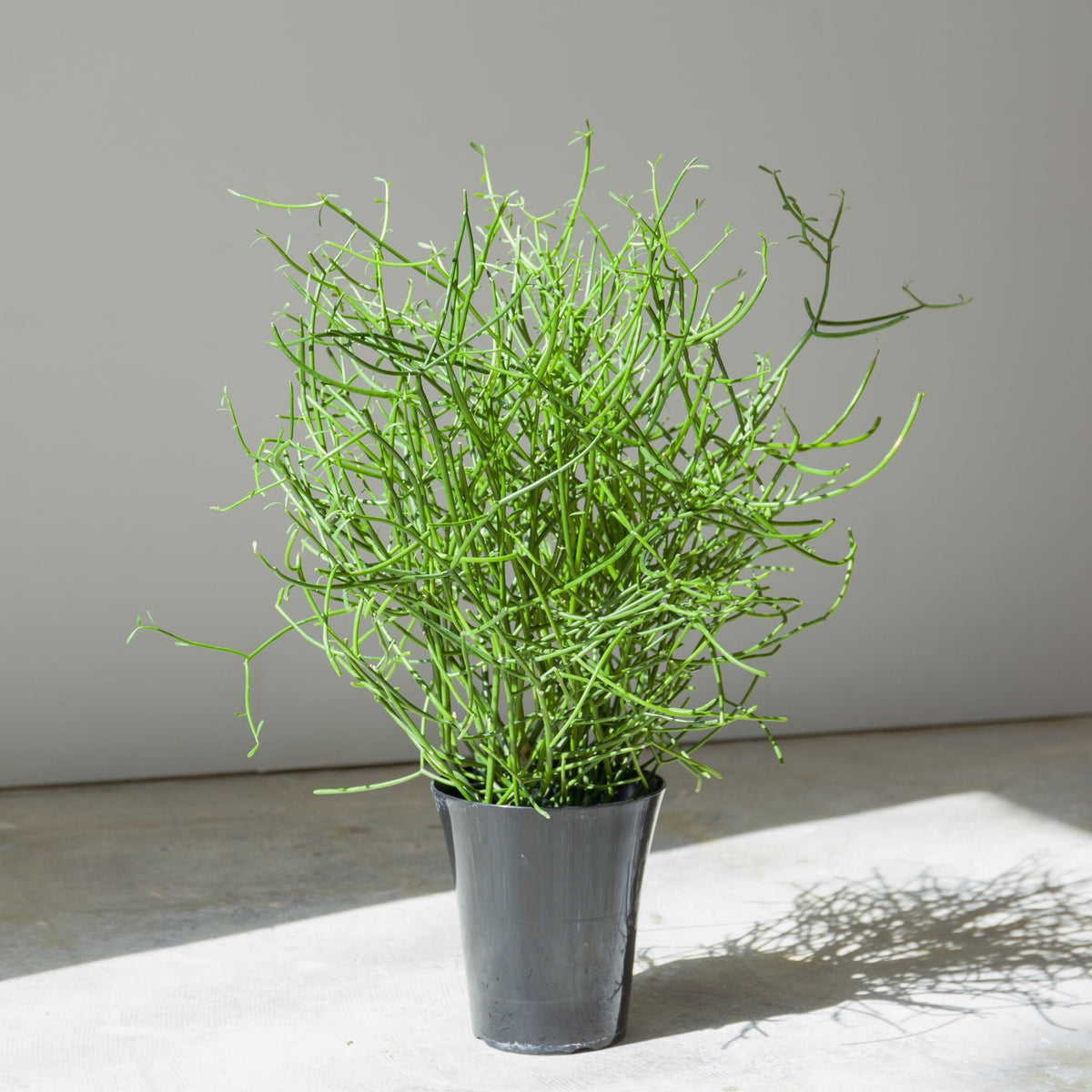 ミルクブッシュをオーダーするならFlower&amp;Plants tette │ 「手から手へ、想いを運ぶフラワーショップ」【板橋駅徒歩4分】【熟練フローリスト夫婦が運営】【最短2営業日で発送】【24時間365日注文OK】【ギフトは3300円〜】フラワーギフトを手から手へ、想いを込めたブーケやアレンジメントで大切な人に感謝と愛情を。シーンや用途に合わせて選びやすい豊富な種