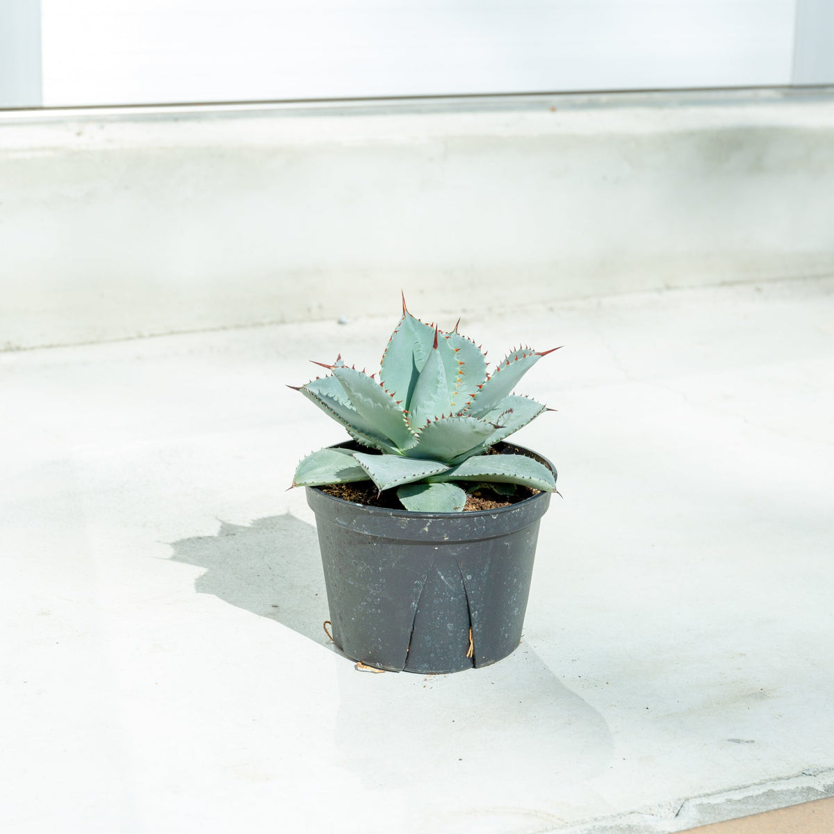 アガベ ドラゴントゥース 5号をオーダーするならFlower&amp;Plants tette │ 「手から手へ、想いを運ぶフラワーショップ」【板橋駅徒歩4分】【熟練フローリスト夫婦が運営】【最短2営業日で発送】【24時間365日注文OK】【ギフトは3300円〜】フラワーギフトを手から手へ、想いを込めたブーケやアレンジメントで大切な人に感謝と愛情を。シーンや用途に合わせて選びやすい豊富な種
