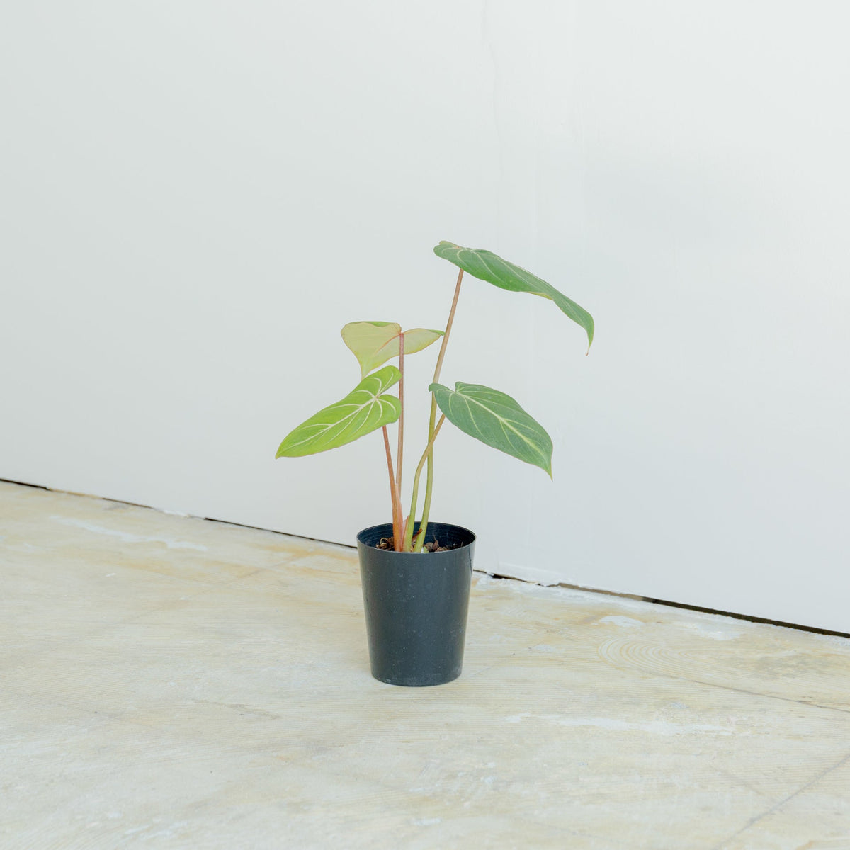 フィロデンドロン グロリオーサム 4号をオーダーするならFlower&amp;Plants tette │ 「手から手へ、想いを運ぶフラワーショップ」【板橋駅徒歩4分】【熟練フローリスト夫婦が運営】【最短2営業日で発送】【24時間365日注文OK】【ギフトは3300円〜】フラワーギフトを手から手へ、想いを込めたブーケやアレンジメントで大切な人に感謝と愛情を。シーンや用途に合わせて選びやすい豊富な種