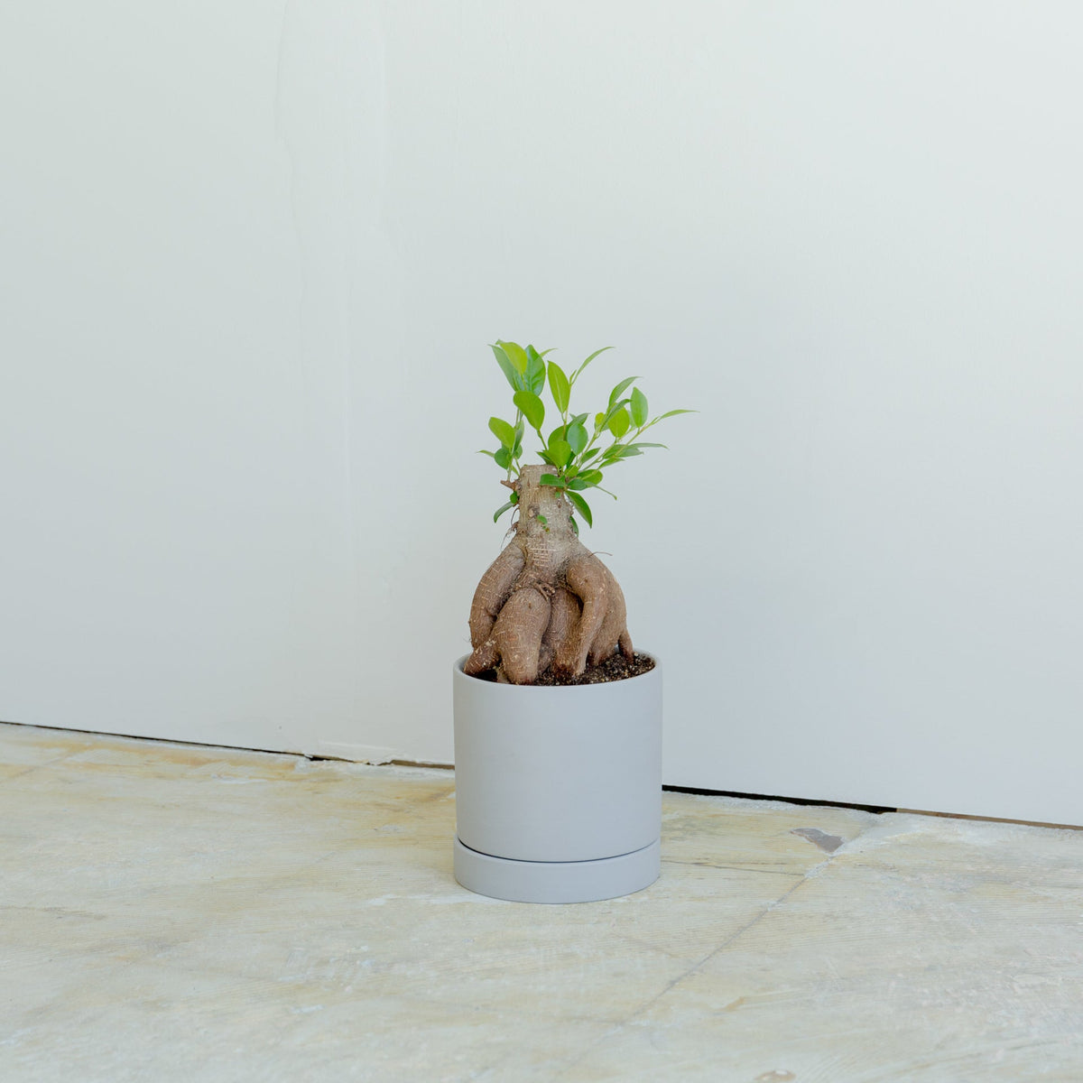 ガジュマル4号　ポットセットをオーダーするならFlower&amp;Plants tette │ 「手から手へ、想いを運ぶフラワーショップ」【板橋駅徒歩4分】【熟練フローリスト夫婦が運営】【最短2営業日で発送】【24時間365日注文OK】【ギフトは3300円〜】フラワーギフトを手から手へ、想いを込めたブーケやアレンジメントで大切な人に感謝と愛情を。シーンや用途に合わせて選びやすい豊富な種