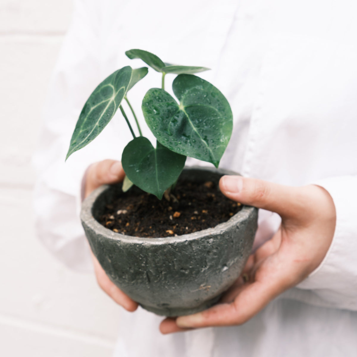 アンスリウムをオーダーするならFlower&amp;Plants tette │ 「手から手へ、想いを運ぶフラワーショップ」【板橋駅徒歩4分】【熟練フローリスト夫婦が運営】【最短2営業日で発送】【24時間365日注文OK】【ギフトは3300円〜】フラワーギフトを手から手へ、想いを込めたブーケやアレンジメントで大切な人に感謝と愛情を。シーンや用途に合わせて選びやすい豊富な種
