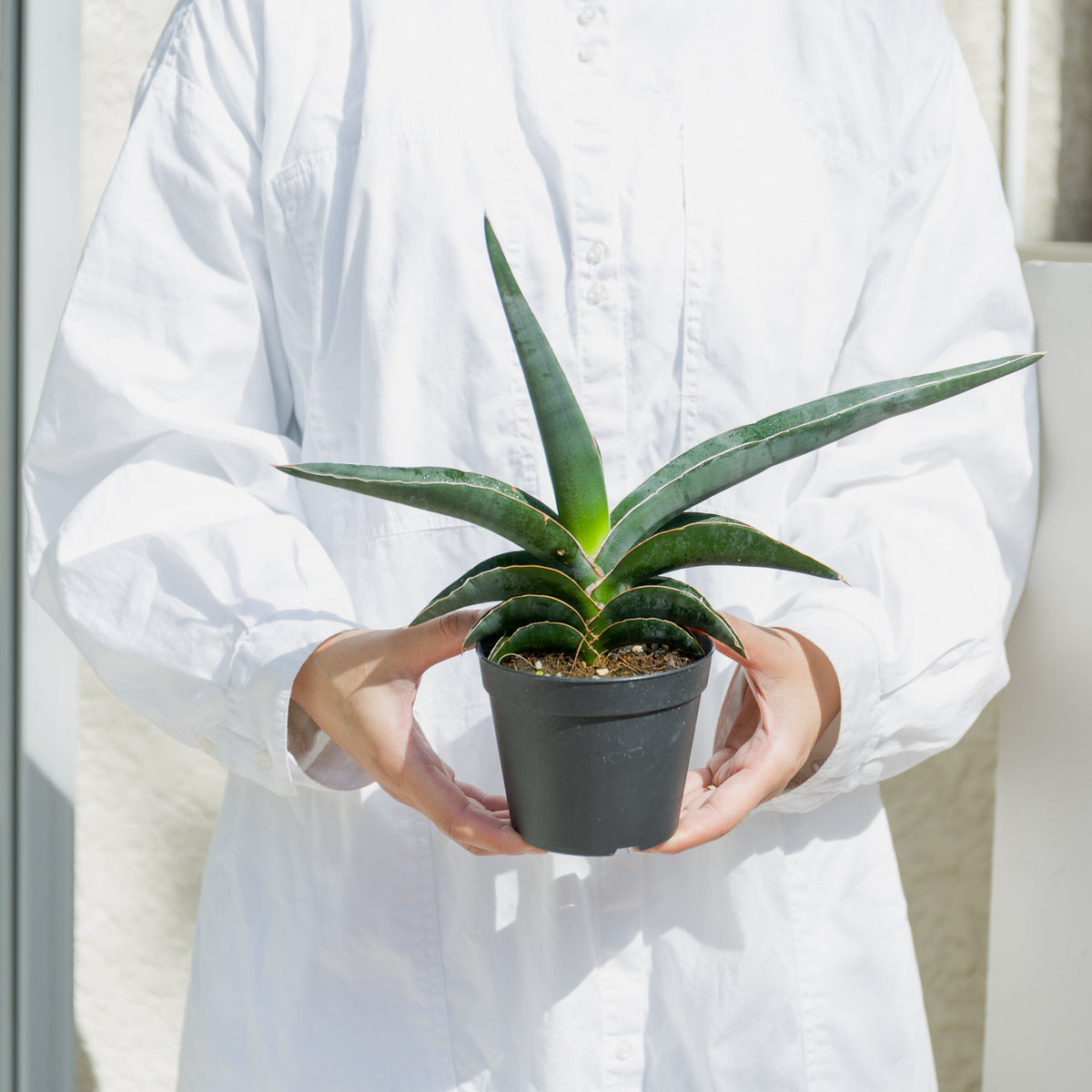 サンスベリア ロブスターブルー　3.5号をオーダーするならFlower&amp;Plants tette │ 「手から手へ、想いを運ぶフラワーショップ」【板橋駅徒歩4分】【熟練フローリスト夫婦が運営】【最短2営業日で発送】【24時間365日注文OK】【ギフトは3300円〜】フラワーギフトを手から手へ、想いを込めたブーケやアレンジメントで大切な人に感謝と愛情を。シーンや用途に合わせて選びやすい豊富な種